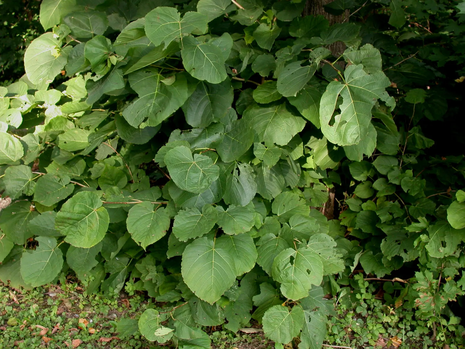 Basswood (Tilia Americana) — tree for full; adding another layer of value to its selection