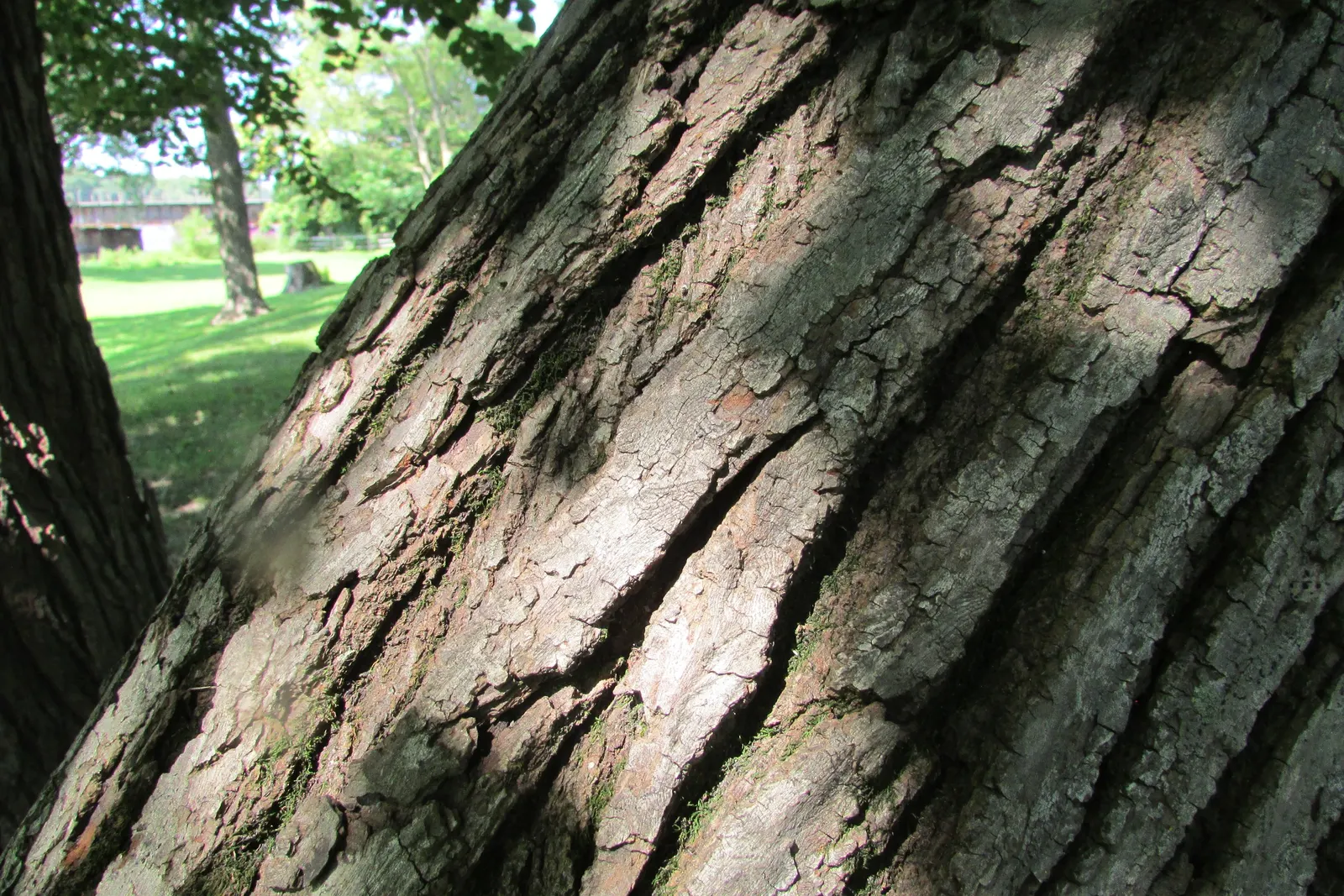 Basswood (Tilia Americana) — fertile soils with a preference for full sun to partial shade exposure
