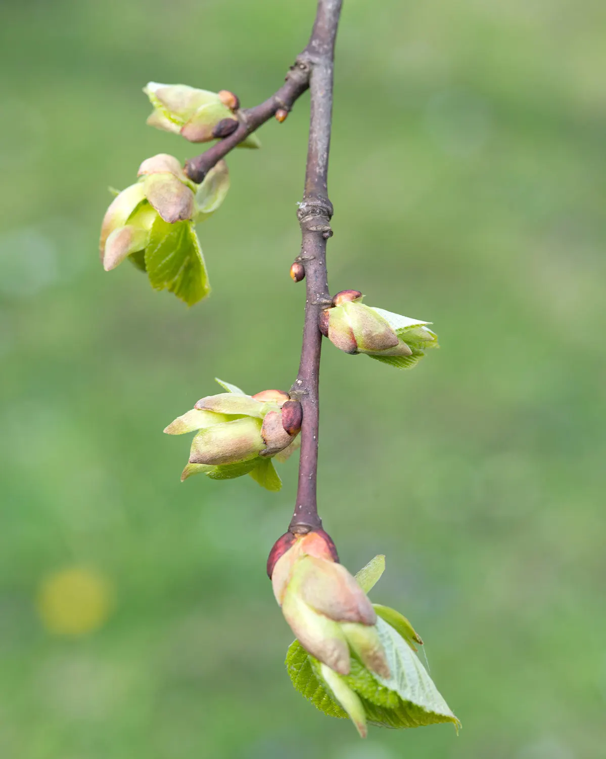 Basswood (Tilia Americana) — The tree also offers a highly workable wood