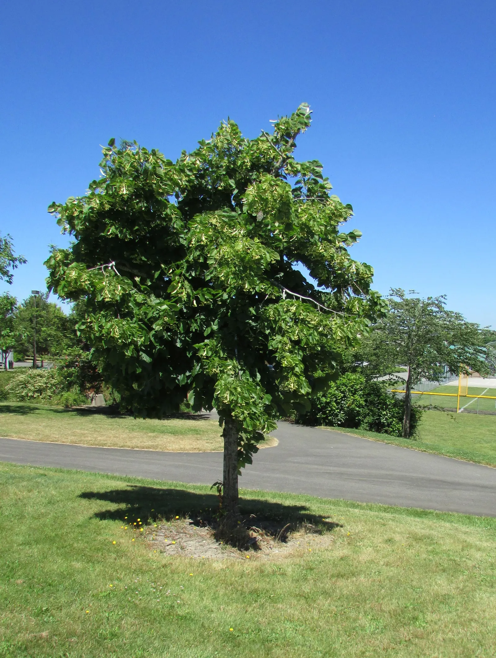 Basswood (Tilia Americana) — adding another layer of value to its selection