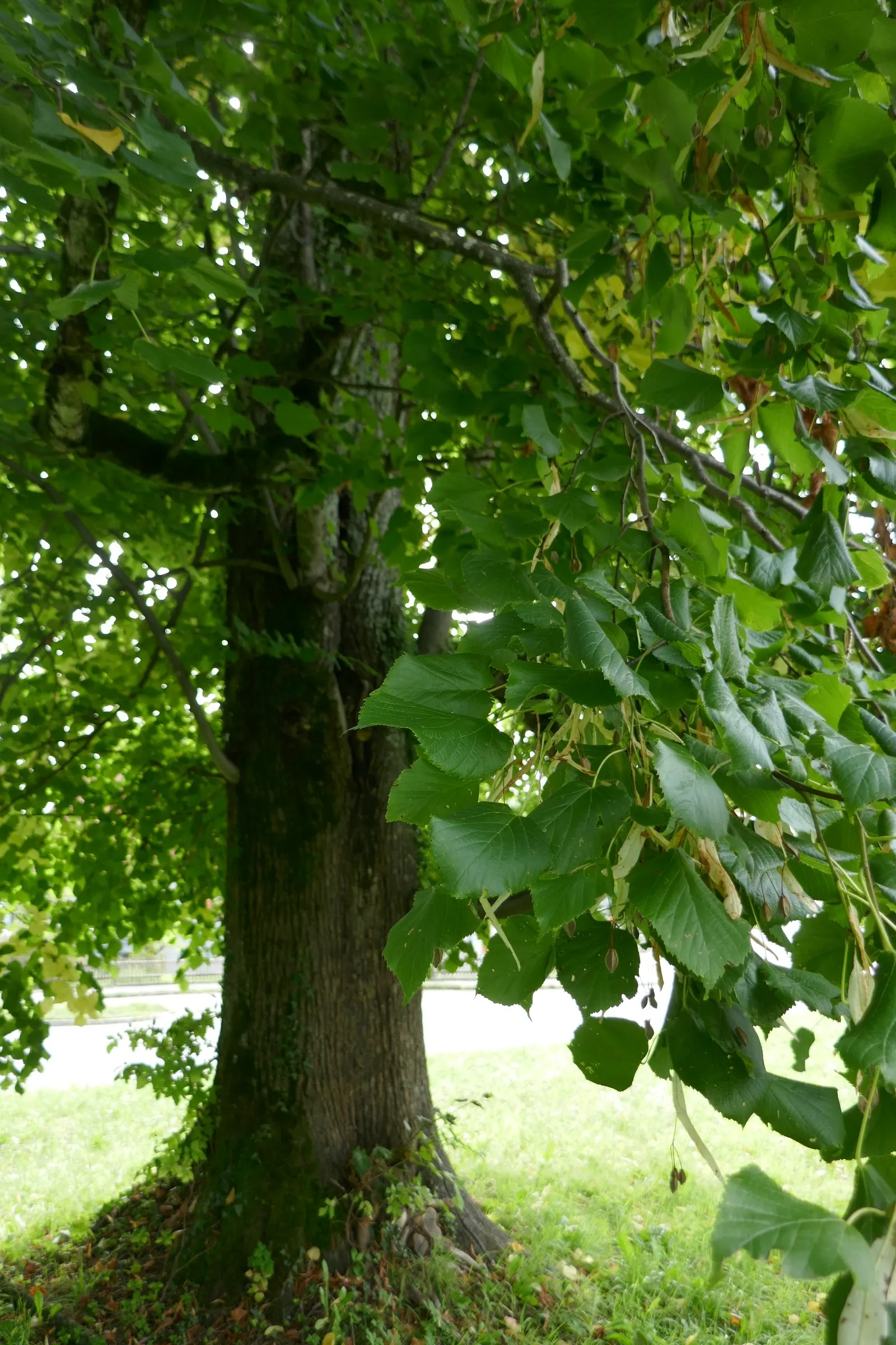 Basswood (Tilia Americana) — making it an ideal ecological addition to extensive landscape designs; averaging 60 to 80 feet in height with an equal or slightly