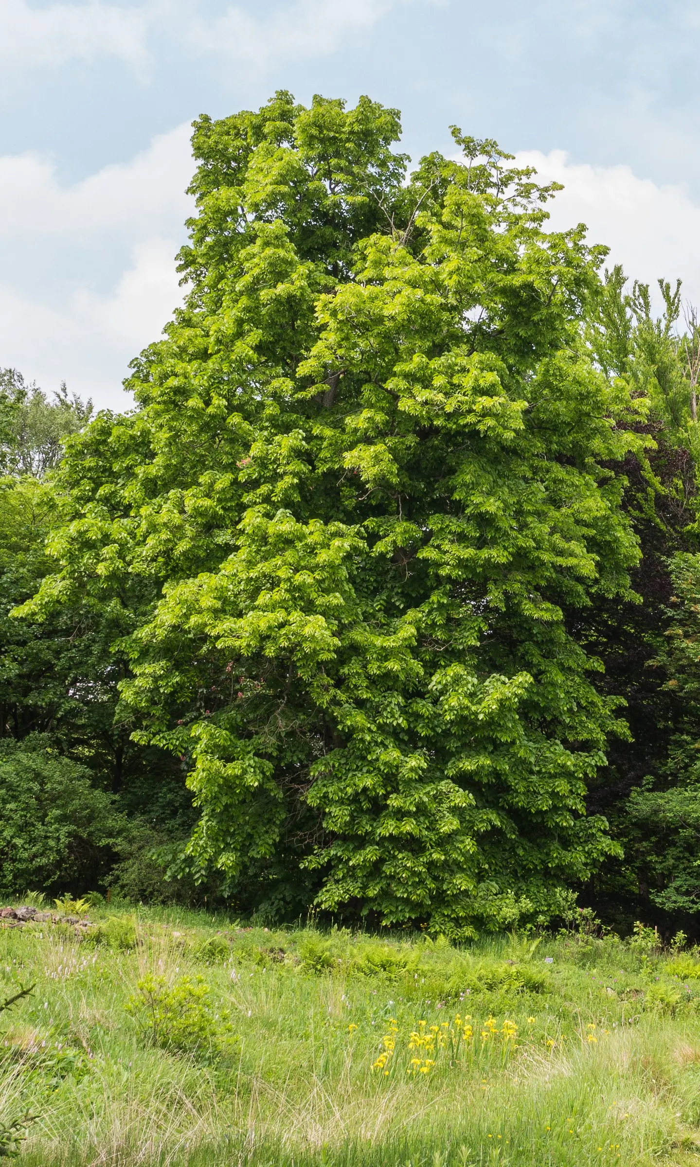 Basswood (Tilia Americana) — attracting pollinators such as bees; with individual trees reaching upwards of 130 feet under ideal conditions.<br><br>The