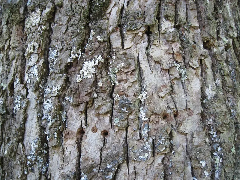 Basswood (Tilia Americana) — with individual trees reaching upwards of 130 feet under ideal conditions.<br><br>The heart-shaped leaves; is a, image 72