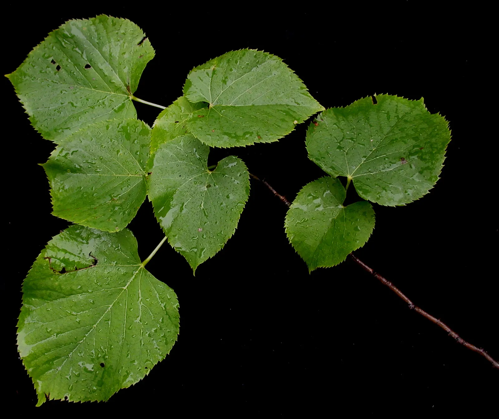 Basswood (Tilia Americana) — adding another layer of value to its selection; its dense foliage offers summer shade while the small fruits attract wildlife