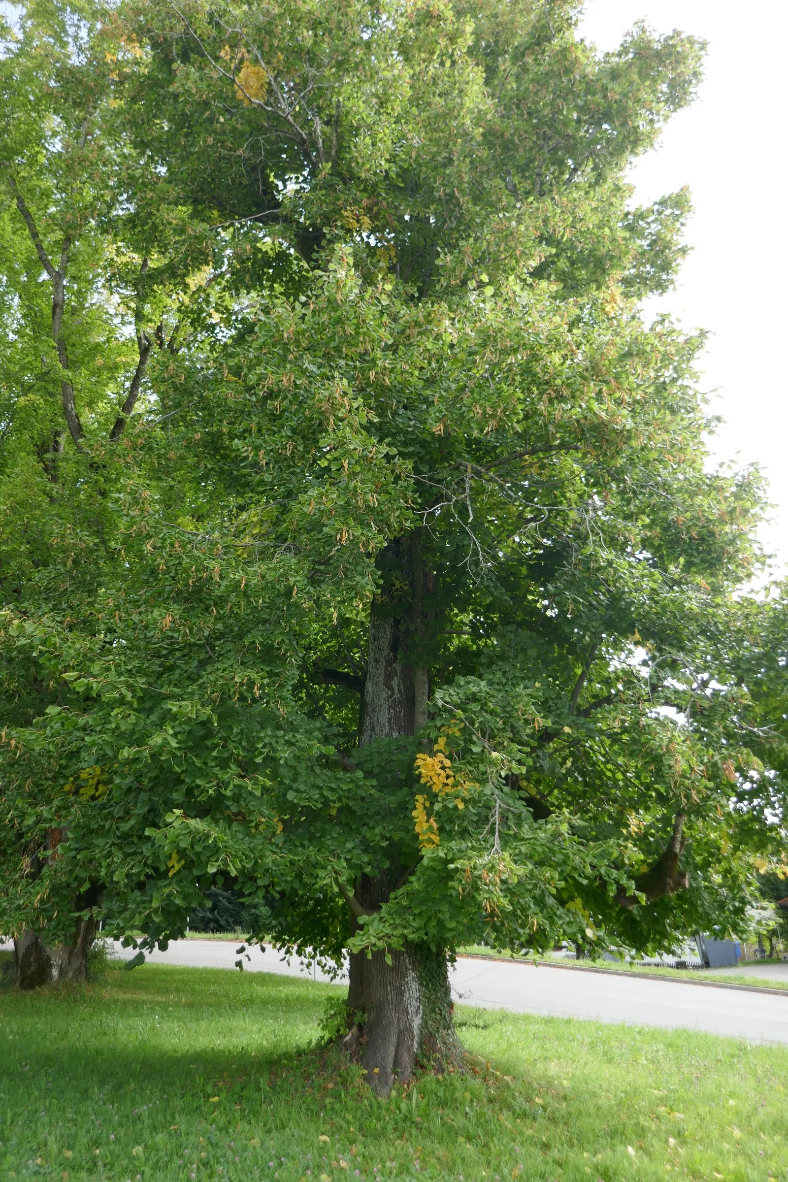 Basswood (Tilia Americana) — it thrives in full sun to partial shade and adapts to various soil conditions; often utilized in carving and woodworking