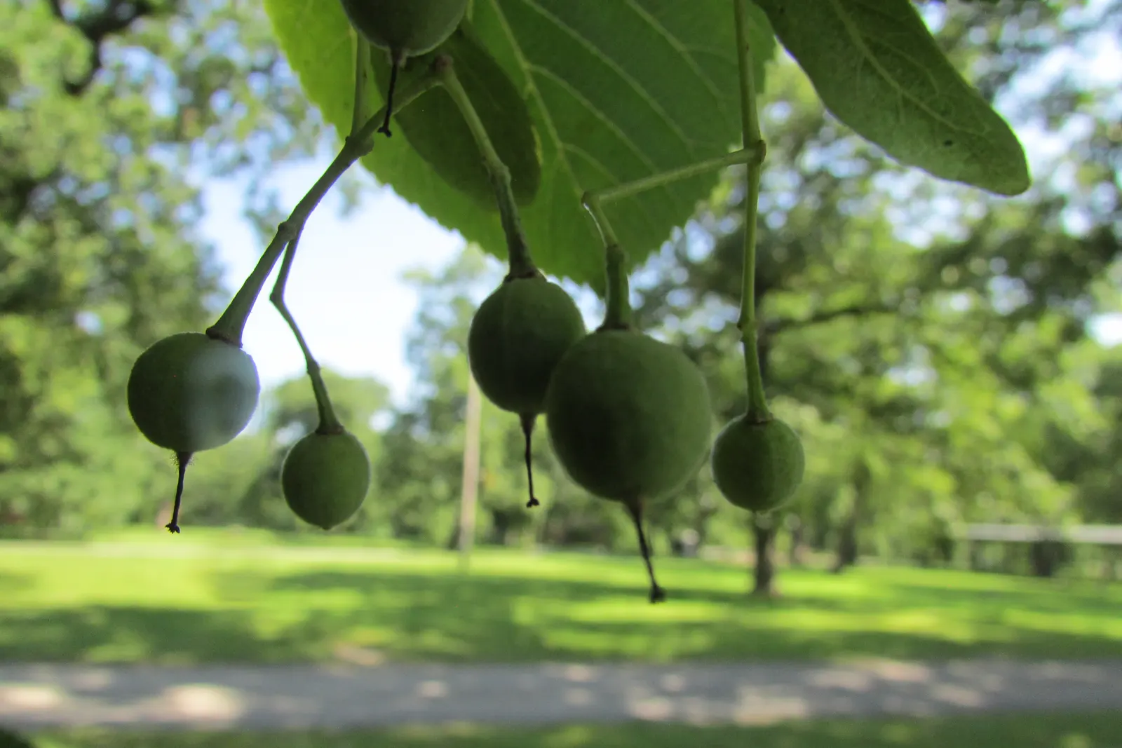 Basswood (Tilia Americana) — attracting pollinators such as bees