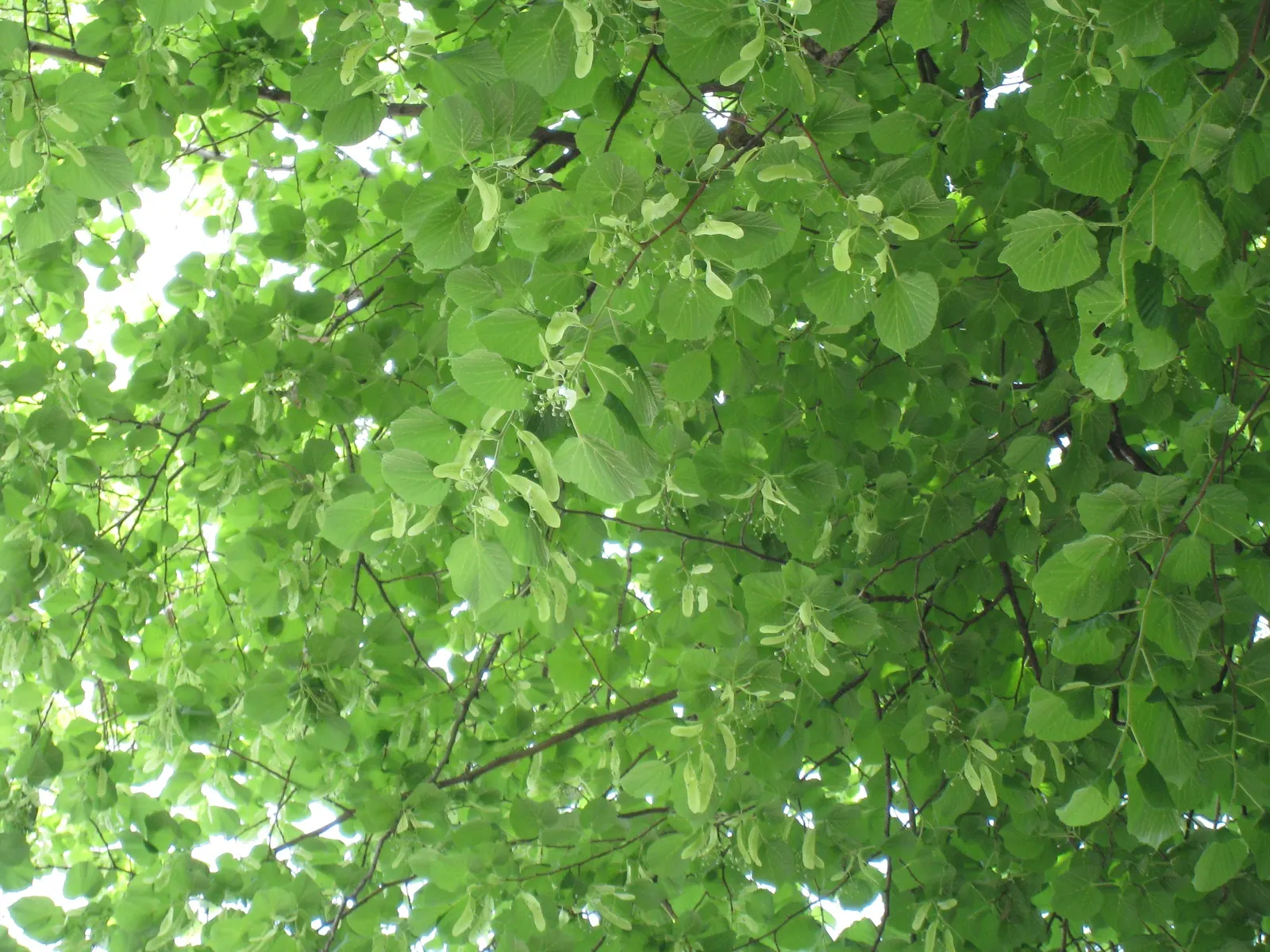 Basswood (Tilia Americana) — which are typically 4 to 8 inches in length and exhibit a subtle serration on the edges, image 44