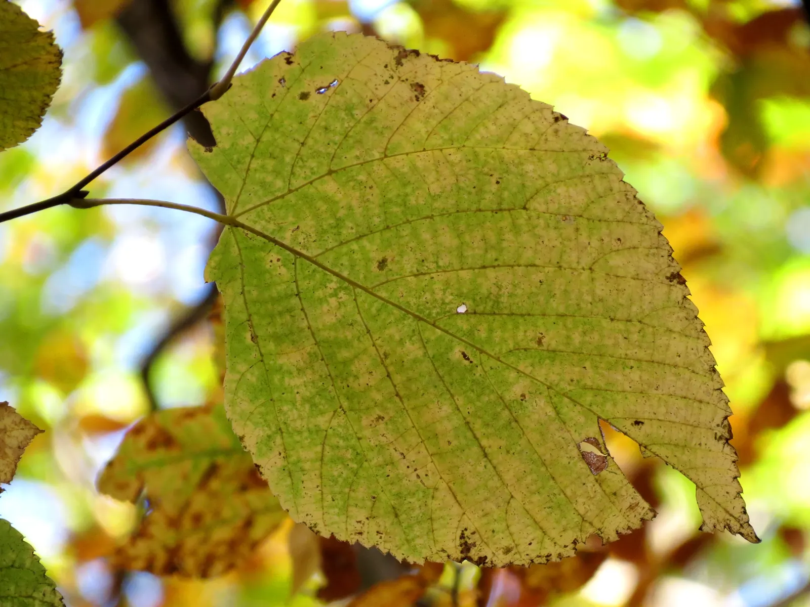 Basswood (Tilia Americana) — making it a superb choice for landscape designs where space permits; is a stately deciduous tree valued for its uniform shape and