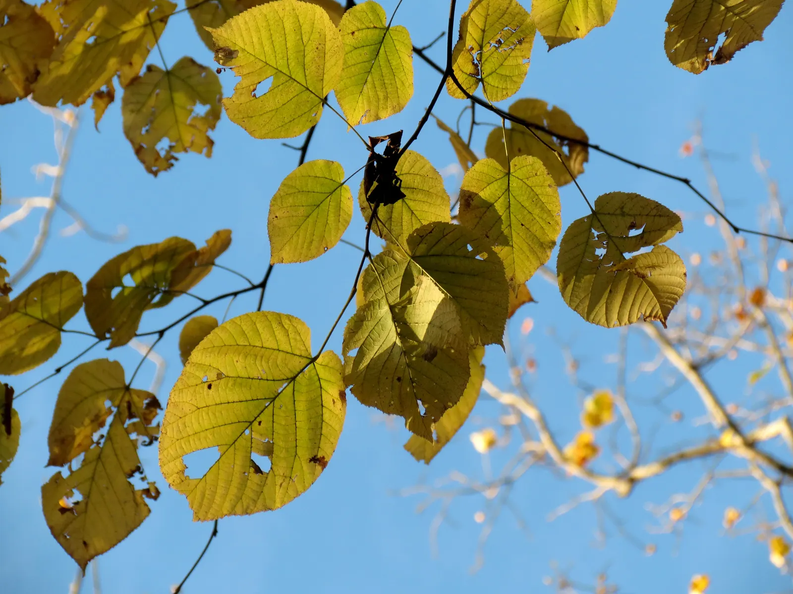 Basswood (Tilia Americana) — symmetrical crown when mature; though it benefits from occasional pruning to maintain its shape and remove any damaged limbs