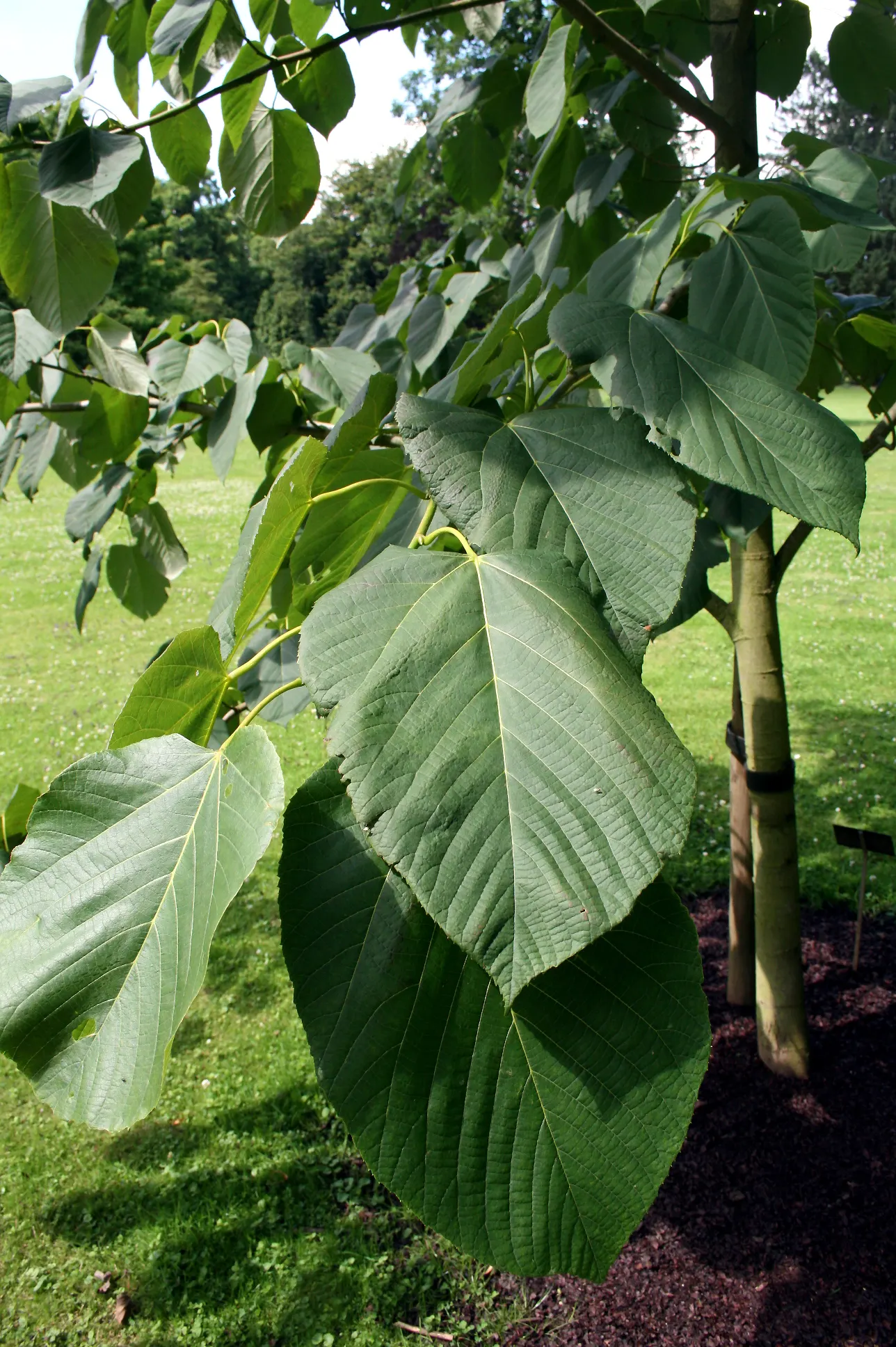 Basswood (Tilia Americana) — with individual trees reaching upwards of 130 feet under ideal conditions.<br><br>The heart-shaped leaves; is a deciduous tree