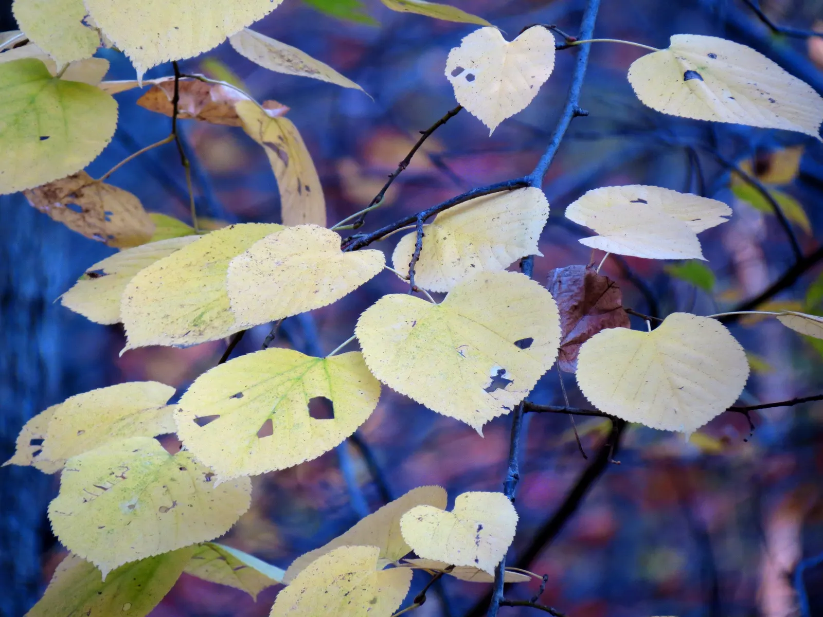 Basswood (Tilia Americana) — is a stately deciduous tree valued for its uniform shape and fragrant creamy-yellow flowers; the basswood boasts a dense