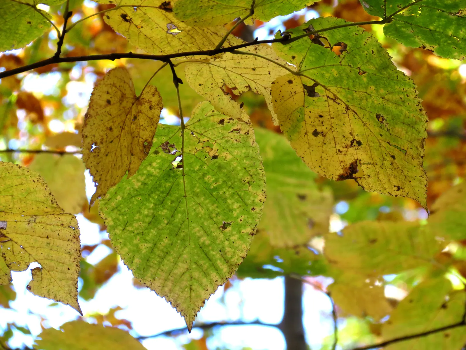 Basswood (Tilia Americana) — Its dense foliage offers summer shade while the small fruits attract wildlife; typically reaching 60-80 feet in height with a