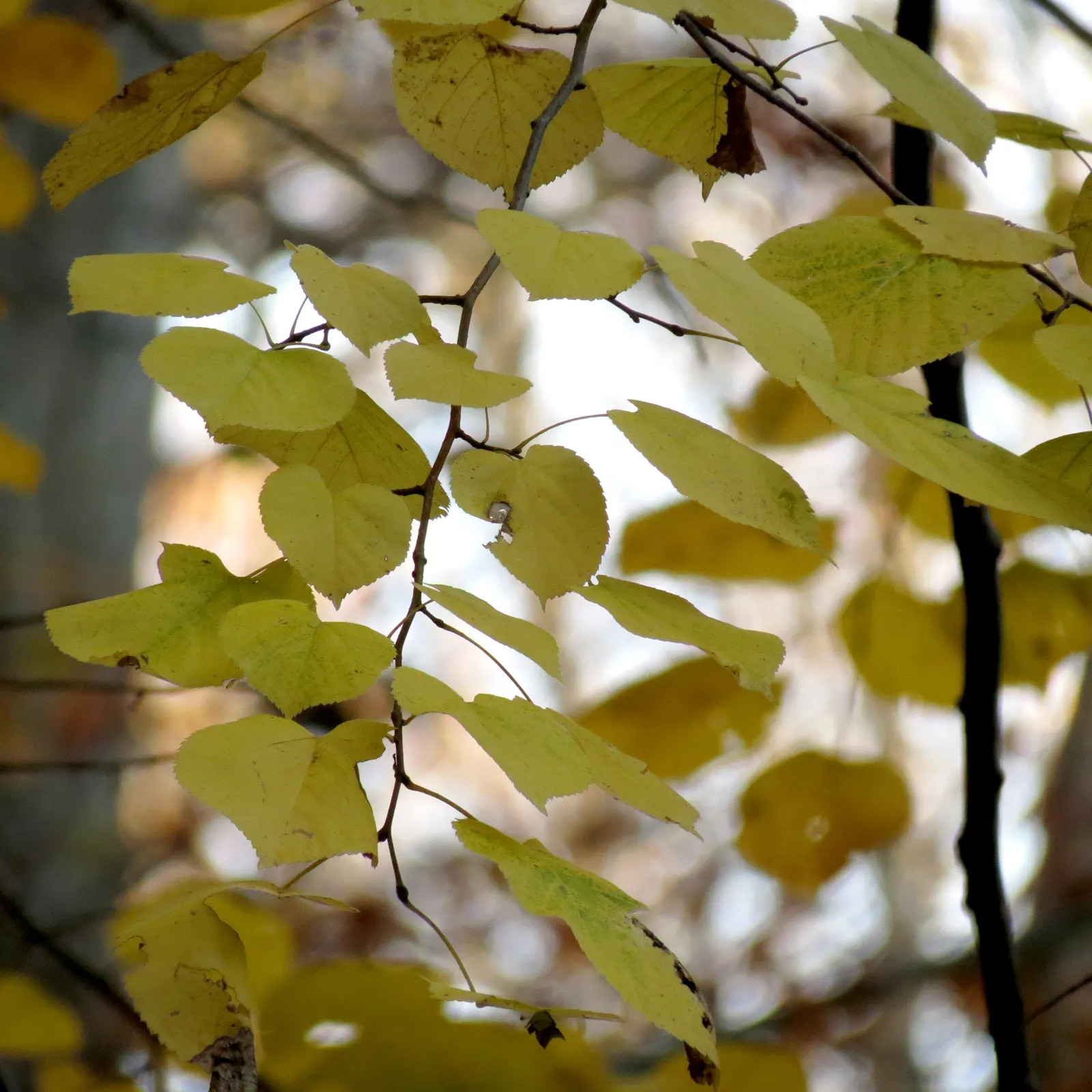 Basswood (Tilia Americana) — is a deciduous tree valued for its adaptability and ornamental qualities; the tree also offers a highly workable wood