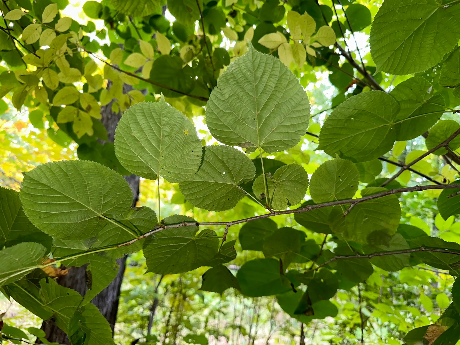 Basswood (Tilia Americana) — Typically reaching 60-80 feet in height with a spread of 35-50 feet