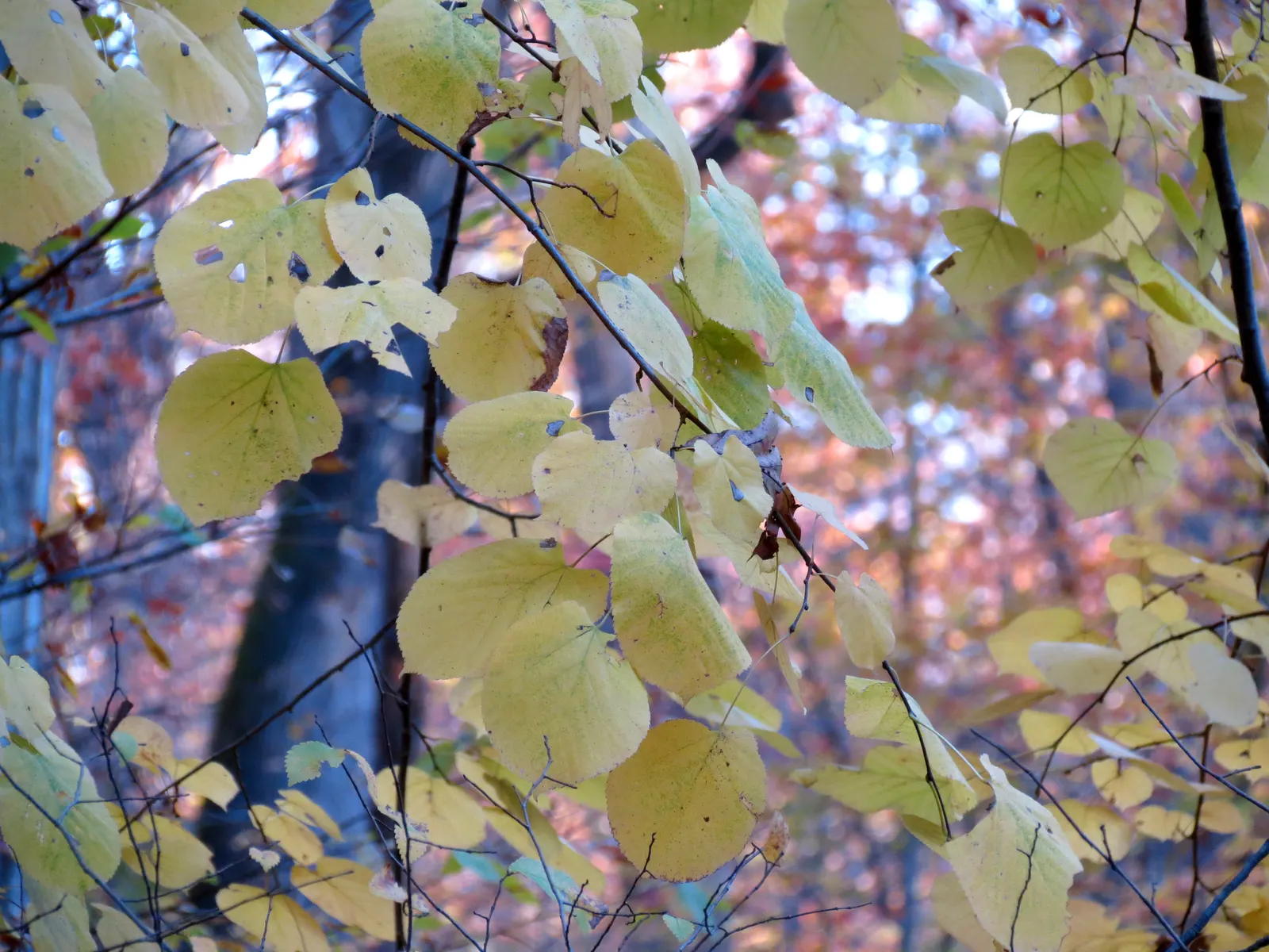 Basswood (Tilia Americana) — Typically reaching 60-80 feet in height with a spread of 35-50 feet; fragrant cream-colored flowers bloom in early summer