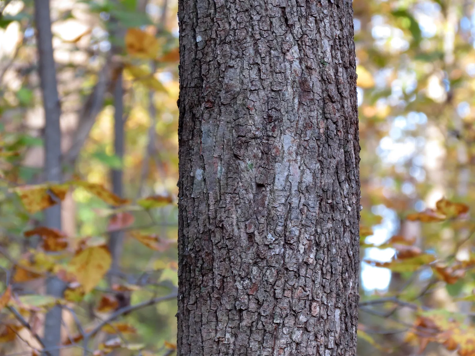 Basswood (Tilia Americana) — commonly known as the American Basswood or American Linden; come autumn, the foliage transitions to a delightful yellow color