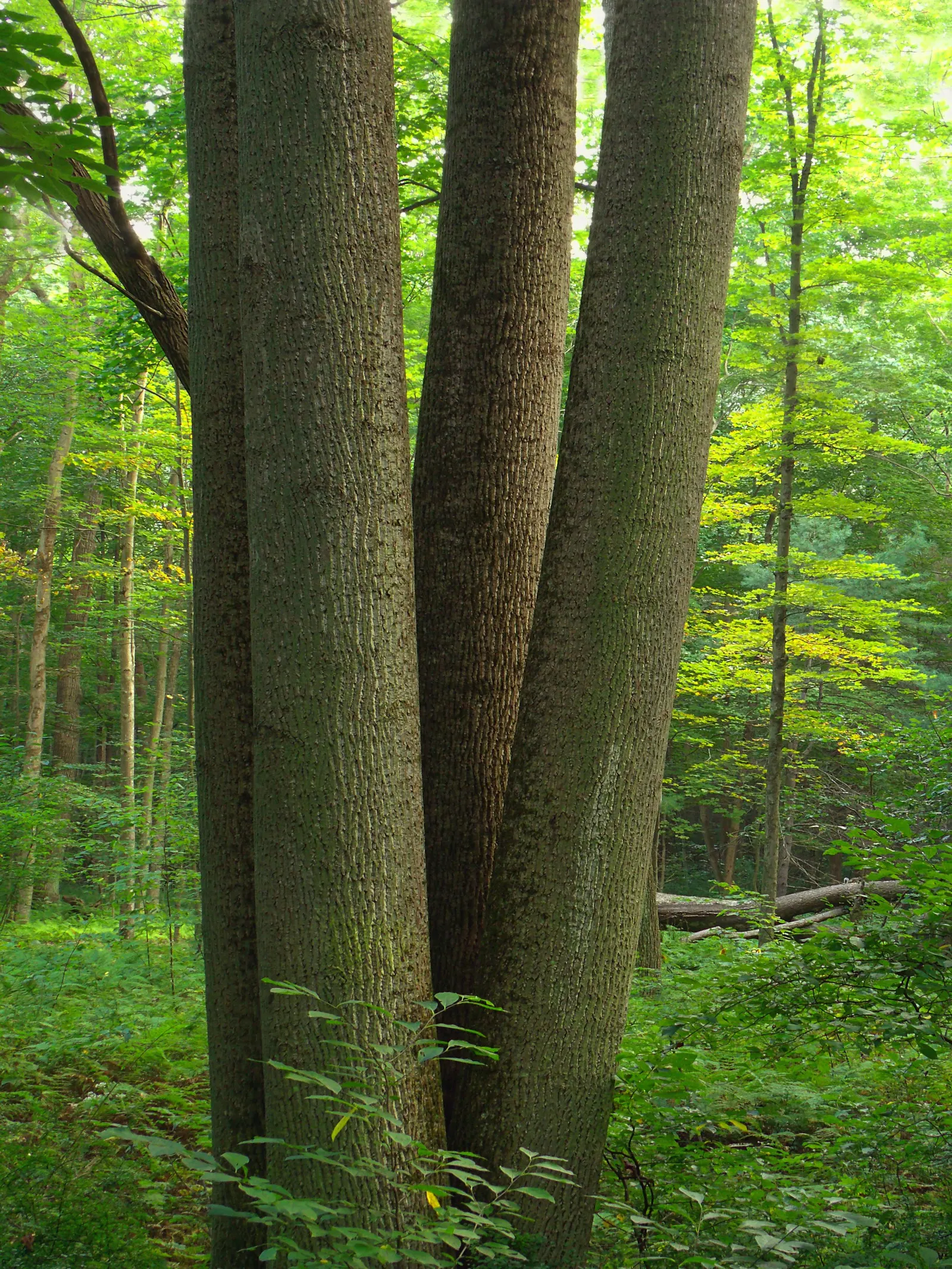 Basswood (Tilia Americana) — Fragrant cream-colored flowers bloom in early summer; commonly known as the American Basswood or American Linden