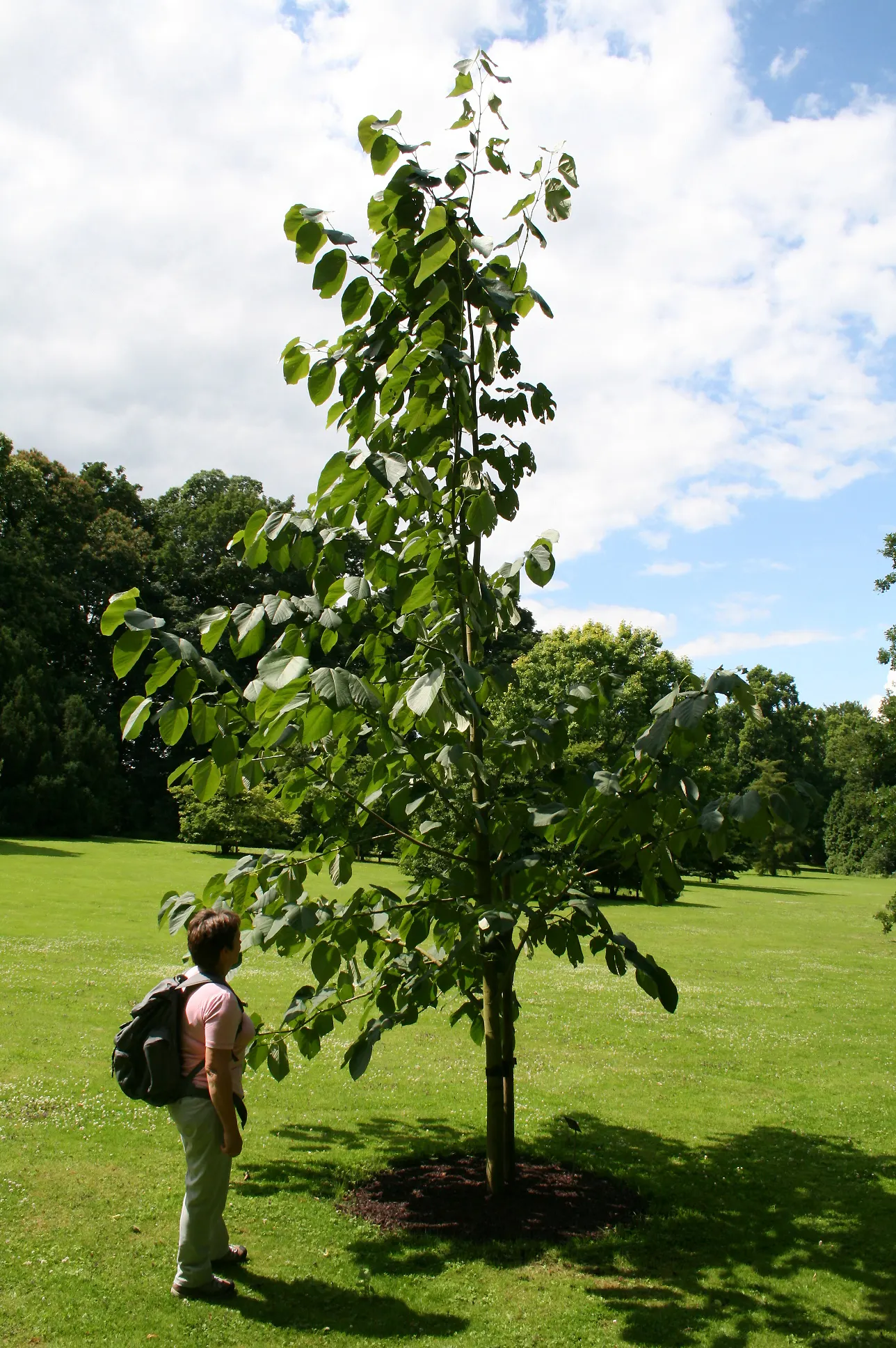 Basswood (Tilia Americana) — emerge with a light green hue and mature to a deep; and typically requires minimal upkeep once established