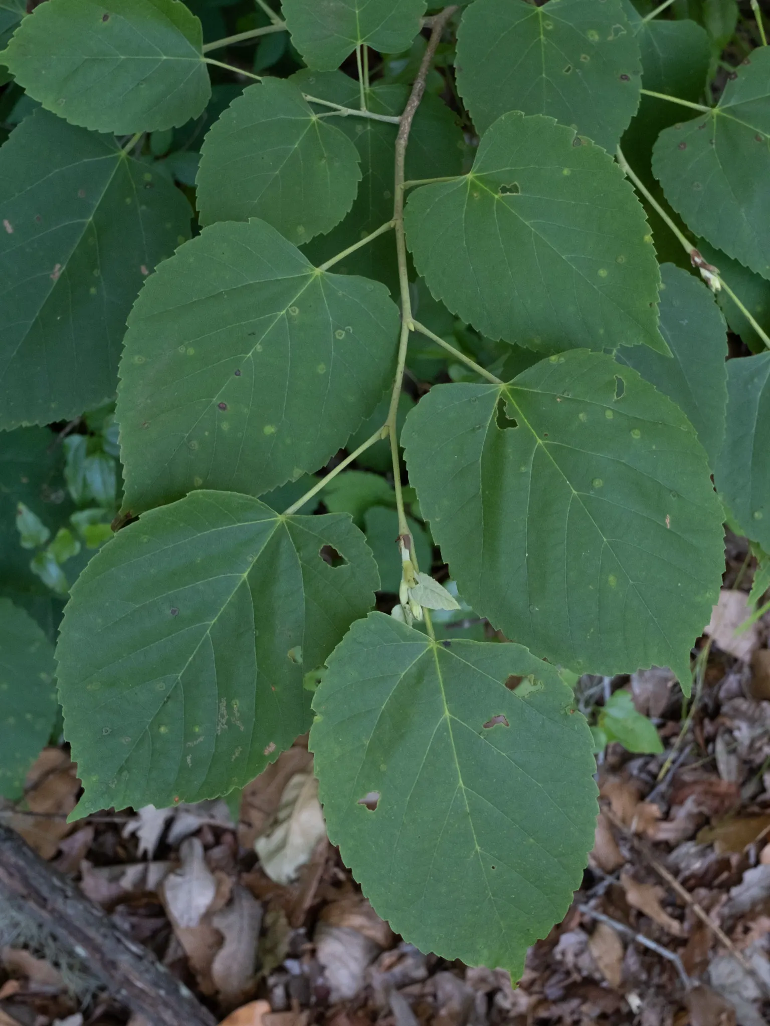 Basswood (Tilia Americana) — which can provide a substantial amount of dappled shade; commonly known as Basswood