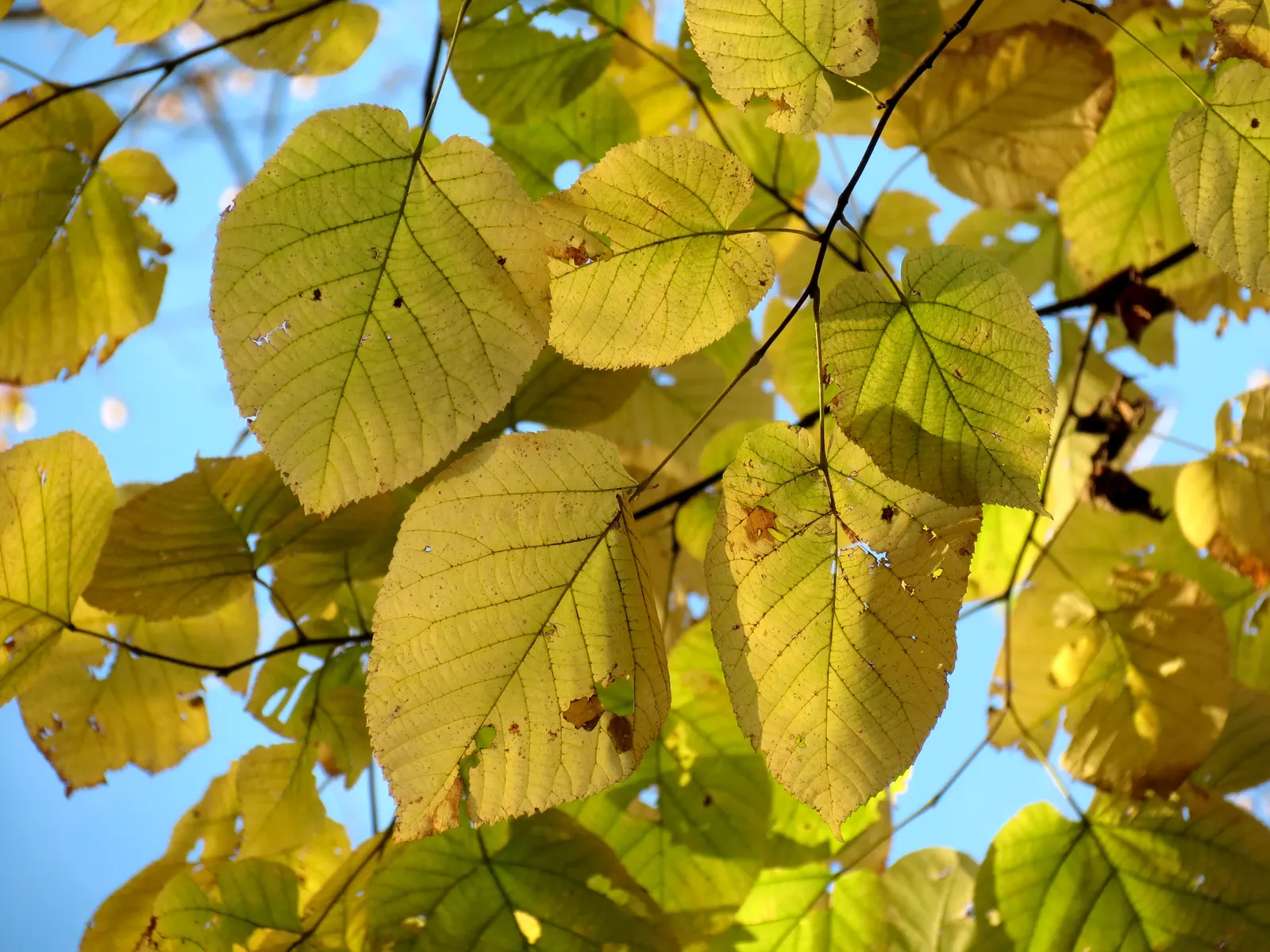 Basswood (Tilia Americana) — the basswood boasts a dense; emerge with a light green hue and mature to a deep