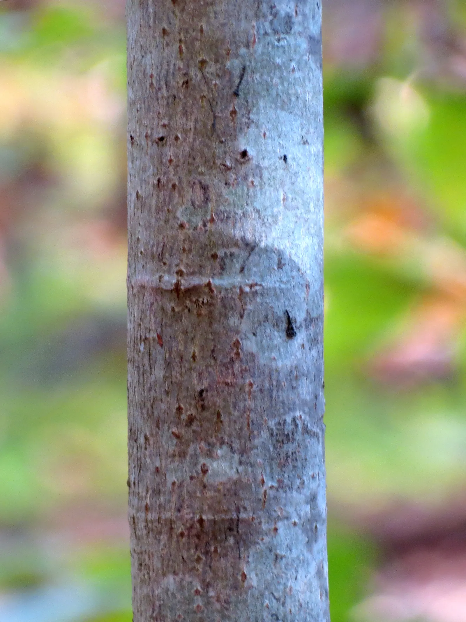 Basswood (Tilia Americana) — Averaging 60 to 80 feet in height with an equal or slightly lesser spread; making it a superb choice for landscape designs where