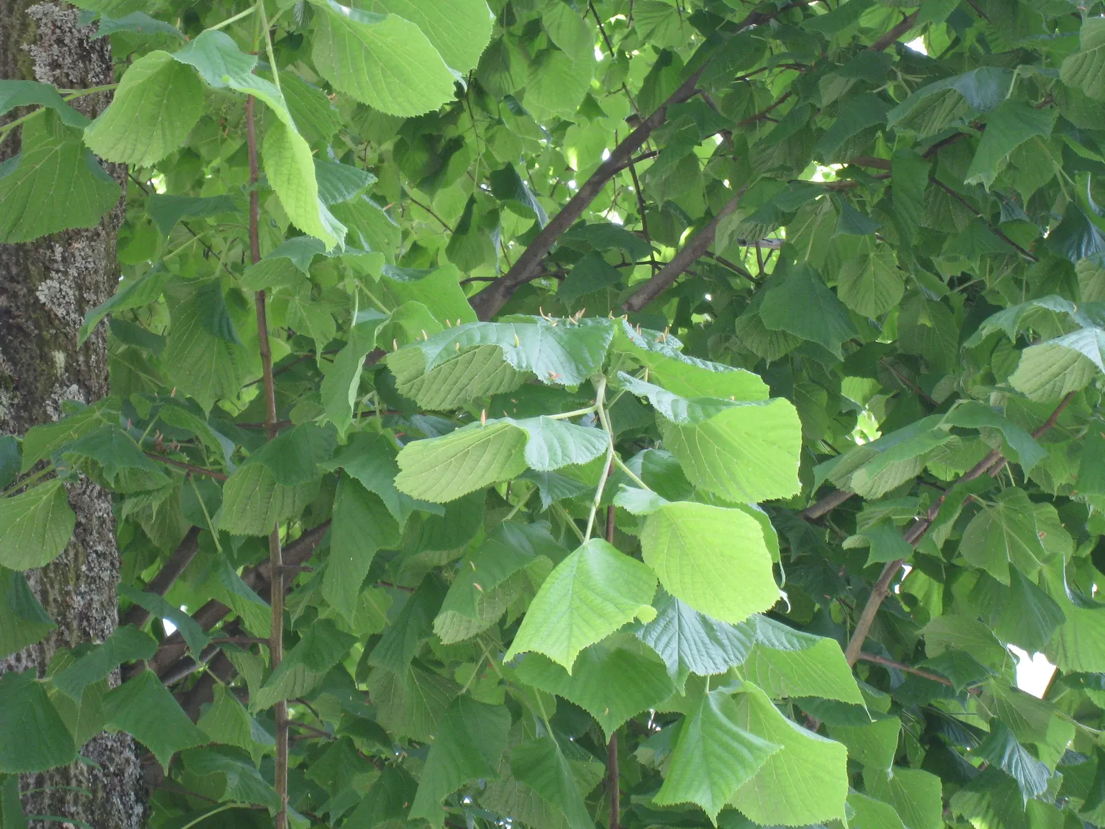 Basswood (Tilia Americana) — Come autumn, the foliage transitions to a delightful yellow color, contributing to the fall palette; tree for full