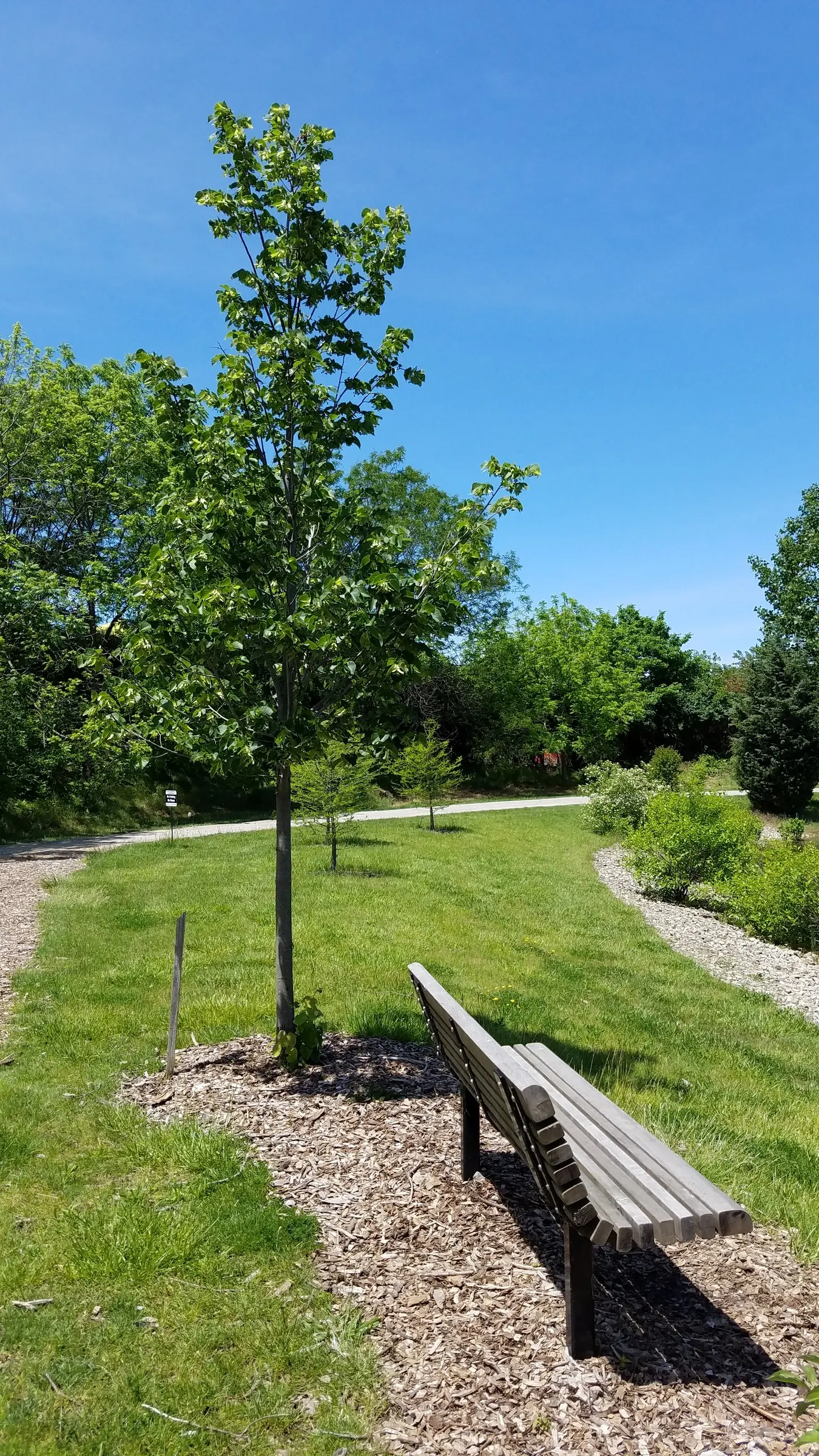 Basswood (Tilia Americana) — Averaging 60 to 80 feet in height with an equal or slightly lesser spread