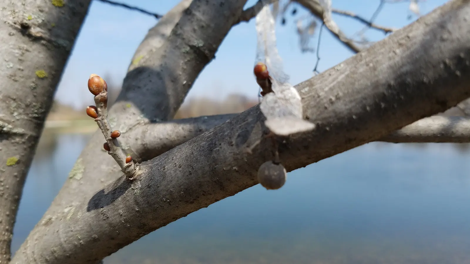 Basswood (Tilia Americana) — is a deciduous tree valued for its adaptability and ornamental qualities