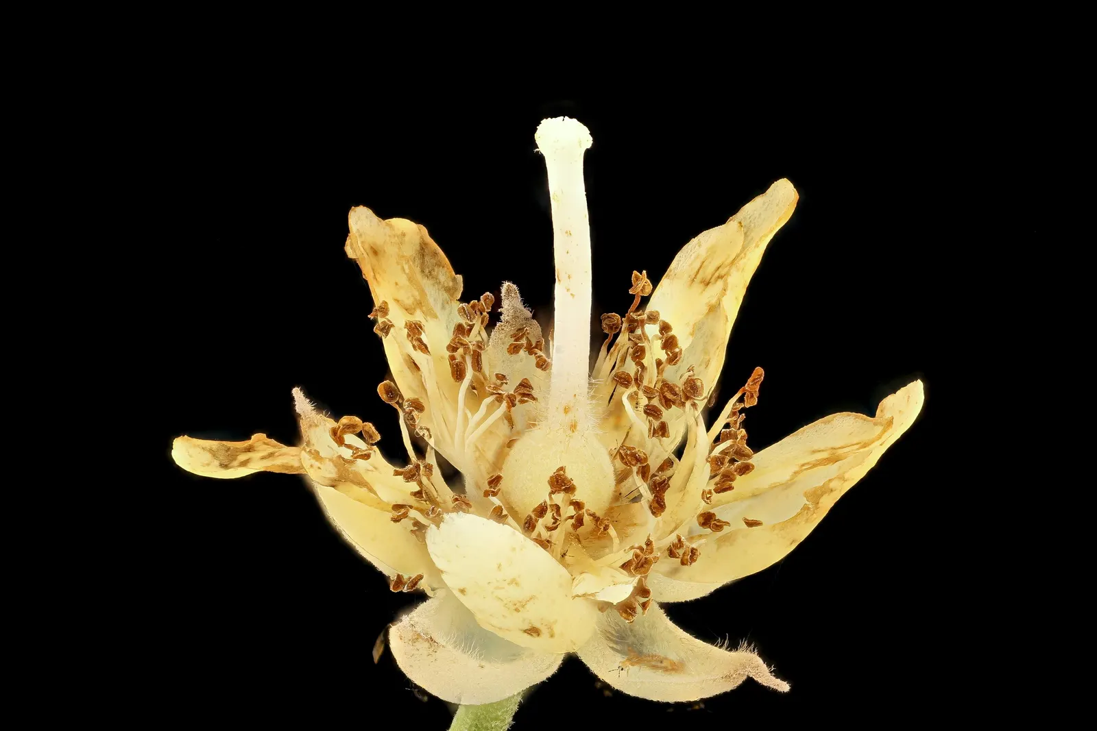 Basswood (Tilia Americana) — is a stately deciduous tree valued for its uniform shape and fragrant creamy-yellow flowers