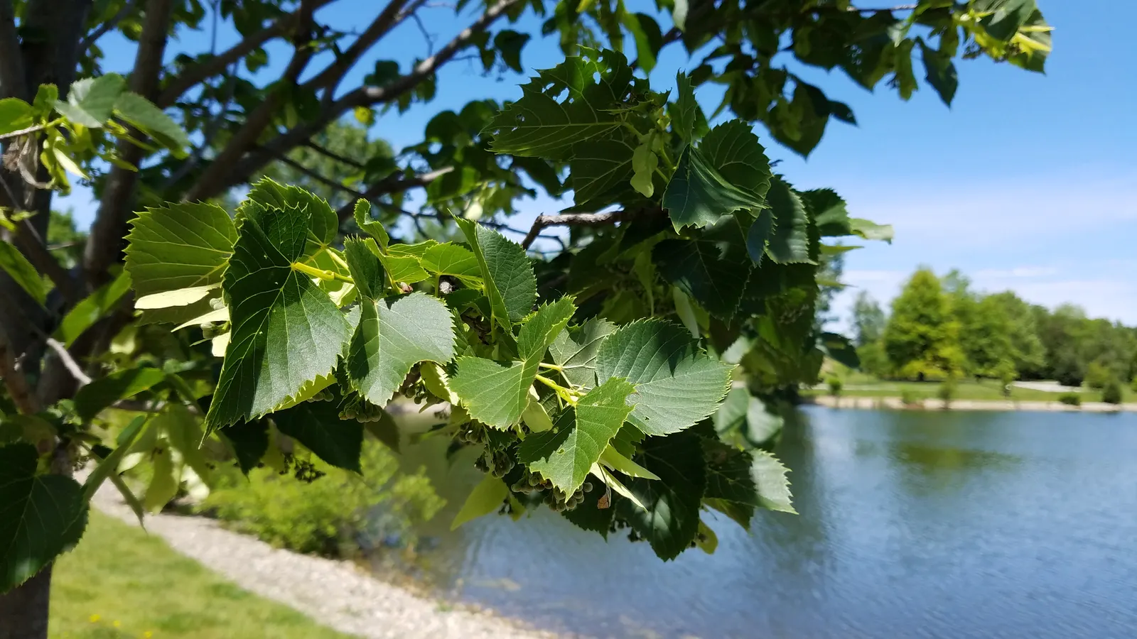 Basswood (Tilia Americana) — making it a superb choice for landscape designs where space permits