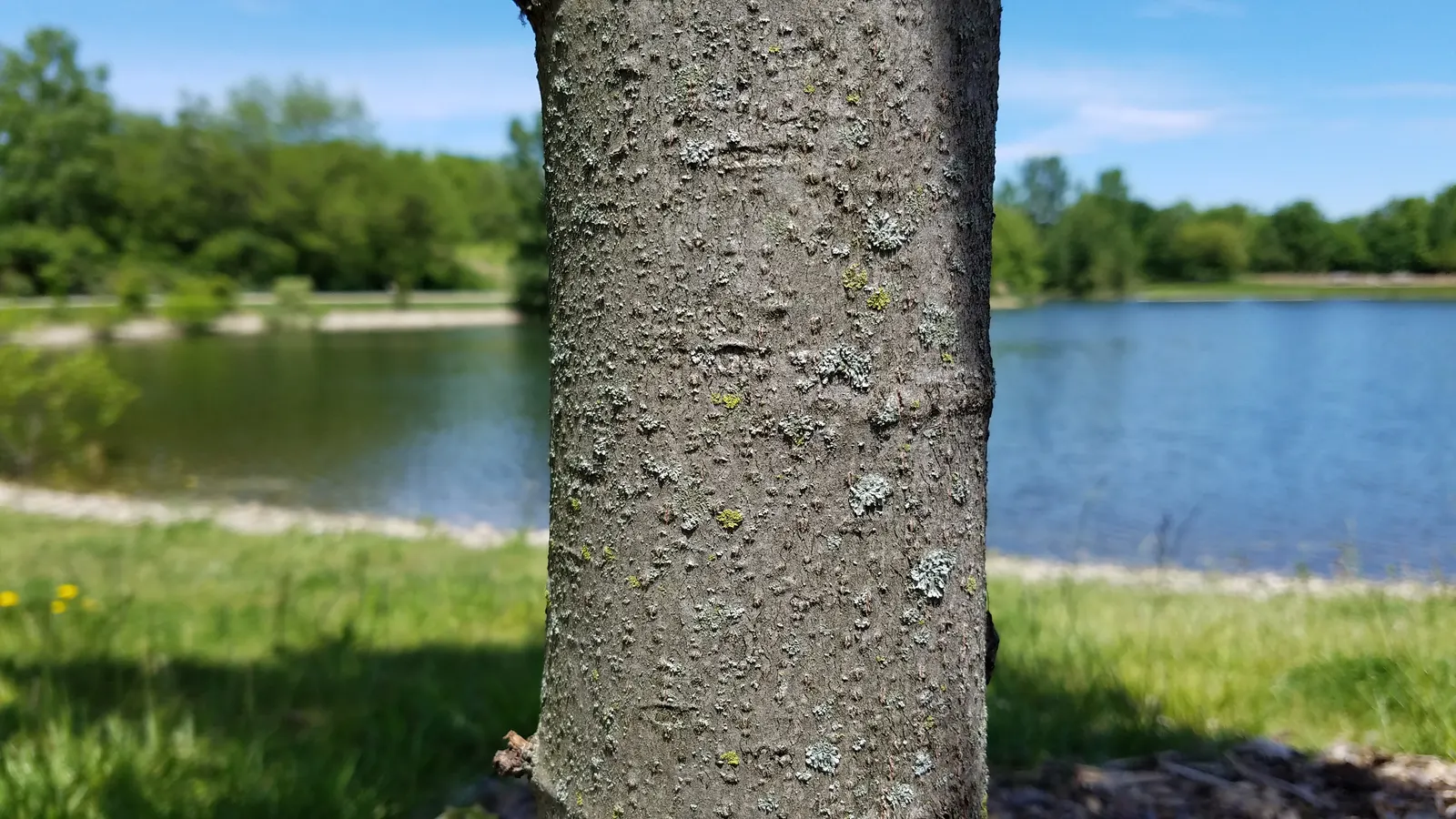 Basswood (Tilia Americana) — commonly known as the American Basswood or American Linden