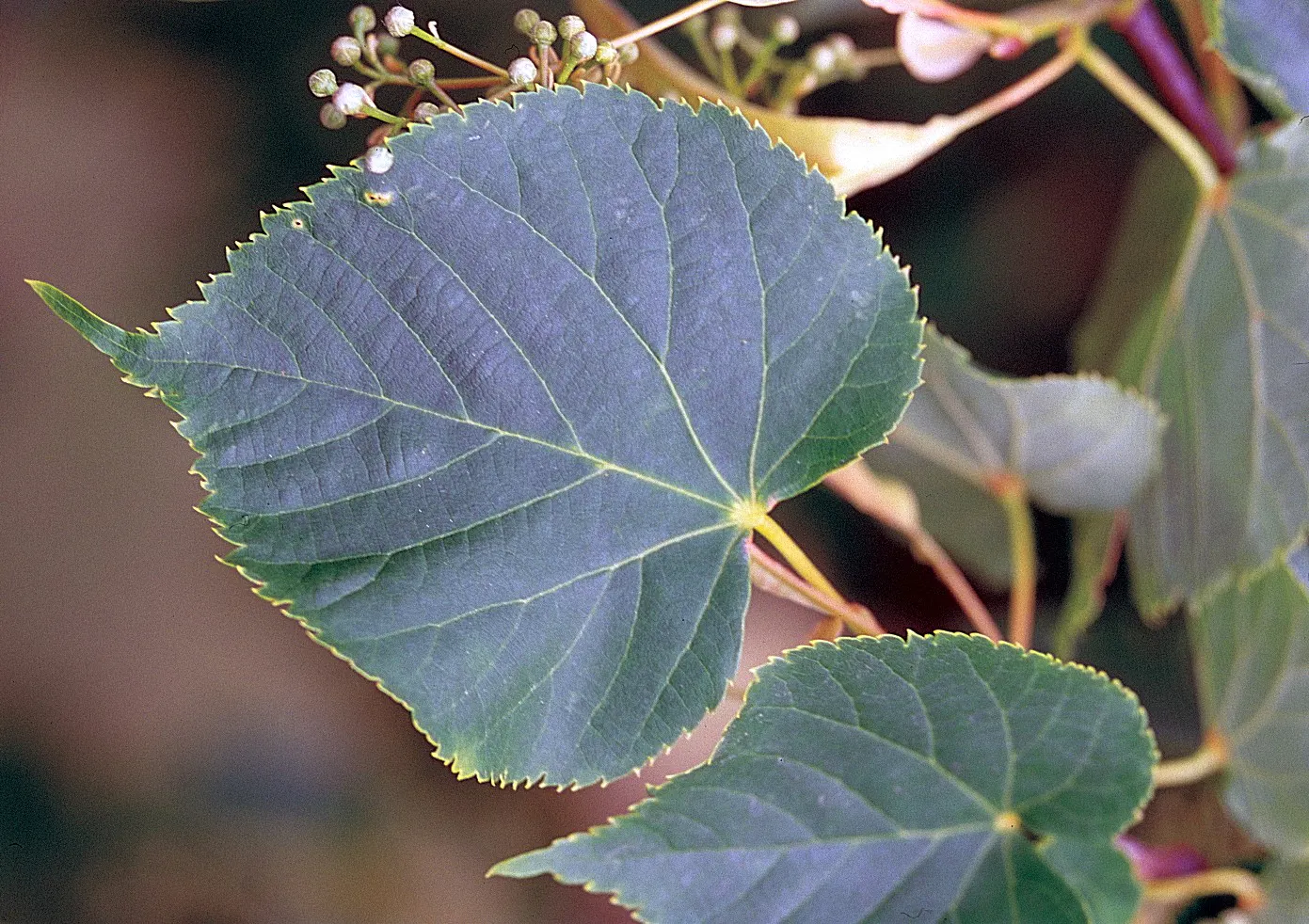 Basswood (Tilia Americana) — attracting pollinators such as bees; with individual trees reaching upwards of 130 feet under ideal, image 77