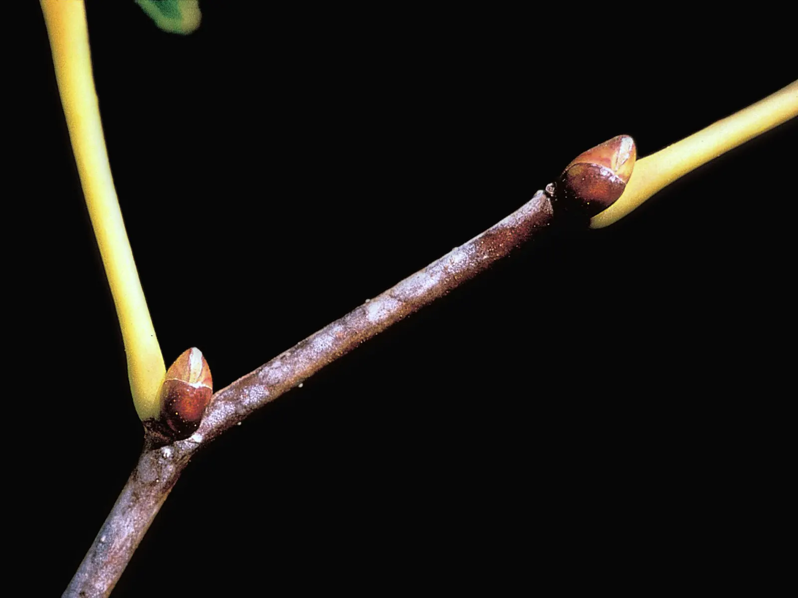 Basswood (Tilia Americana) — Come autumn, the foliage transitions to a delightful yellow color, contributing to the fall palette; tree for full, image 75