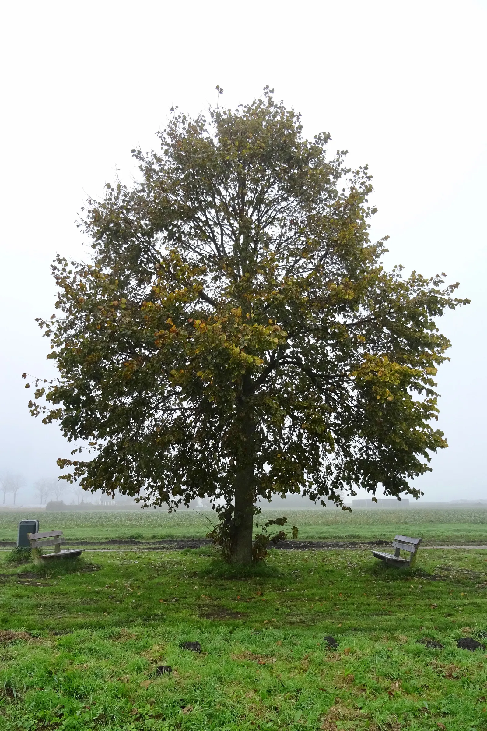 Basswood (Tilia Americana) — tree for full