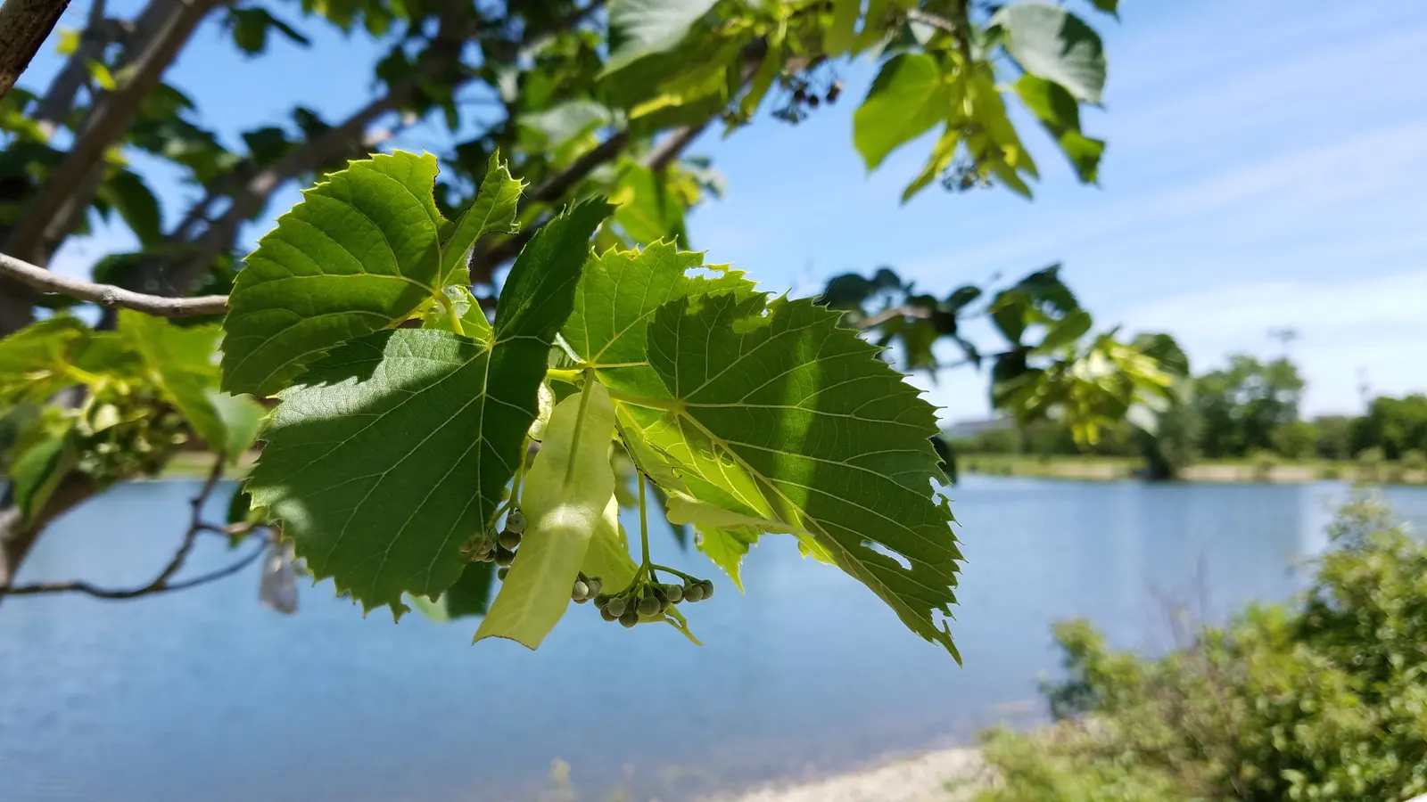 Basswood (Tilia Americana) — Its dense foliage offers summer shade while the small fruits attract wildlife