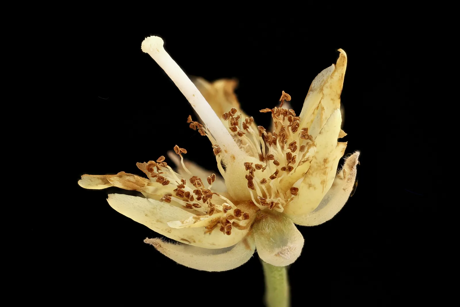Basswood (Tilia Americana) — commonly known as Basswood