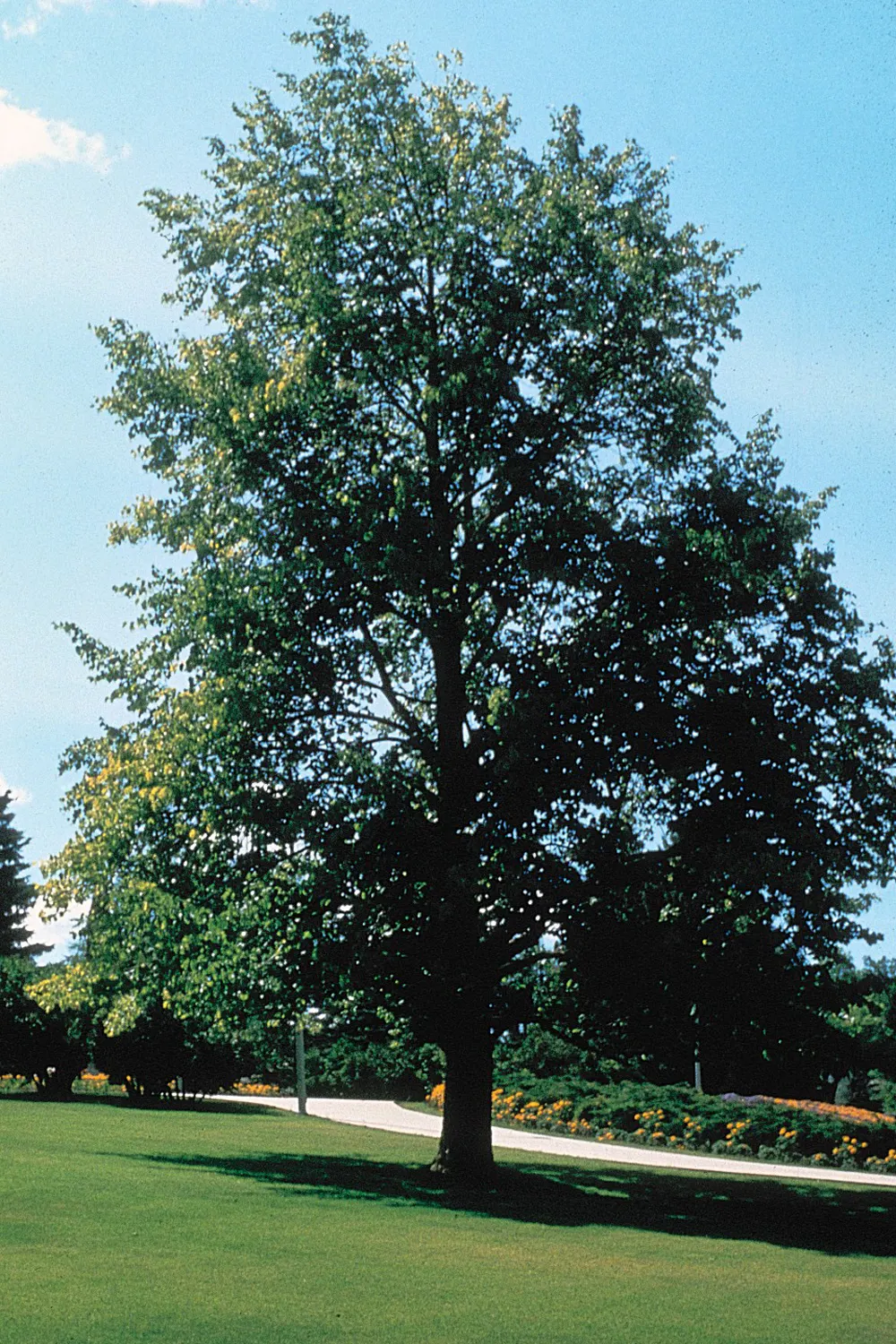 Basswood (Tilia Americana) — Fragrant cream-colored flowers bloom in early summer; commonly known as the American Basswood or American Linden, image 76