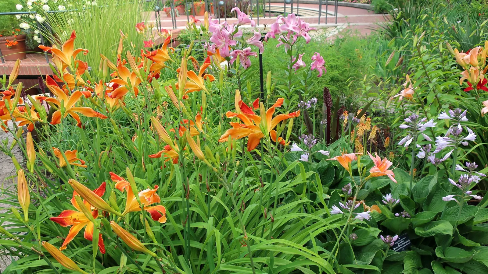 Dwarf Mango Hot Poker (Kniphofia 'Mango Popsicle') — This compact cultivar reaches around 18 inches tall