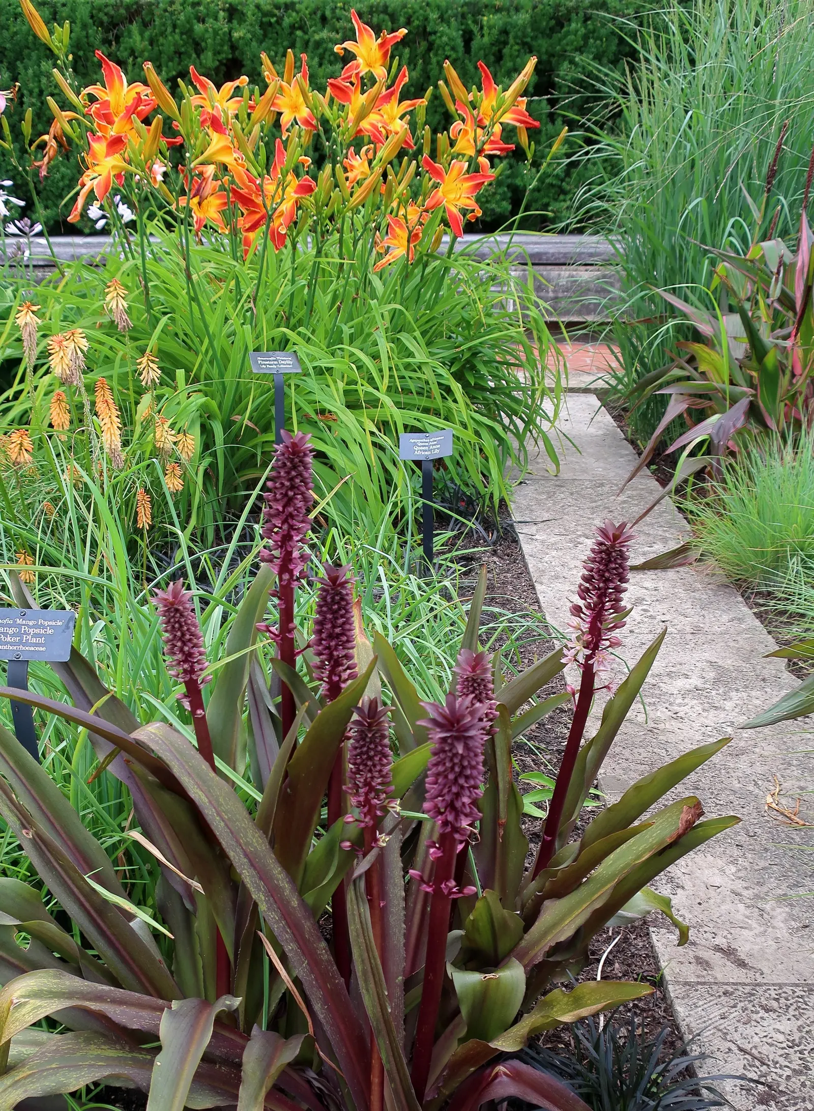 Dwarf Mango Hot Poker (Kniphofia 'Mango Popsicle') — is a vibrant perennial adding warm-toned spikes to gardens