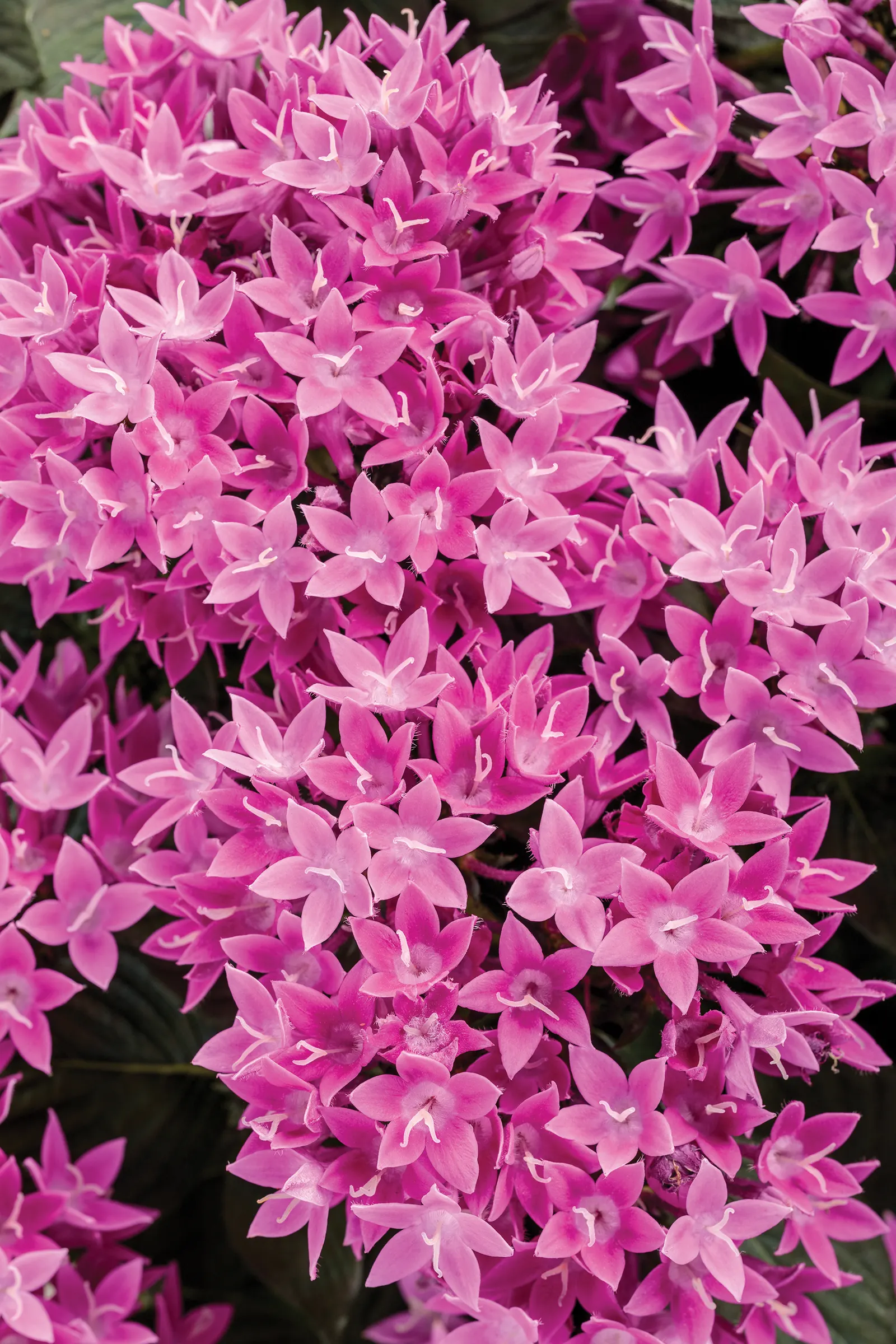 Lavender Egyptian Star Flower (Pentas lanceolata) — with average moisture and reasonably well-drained soil
