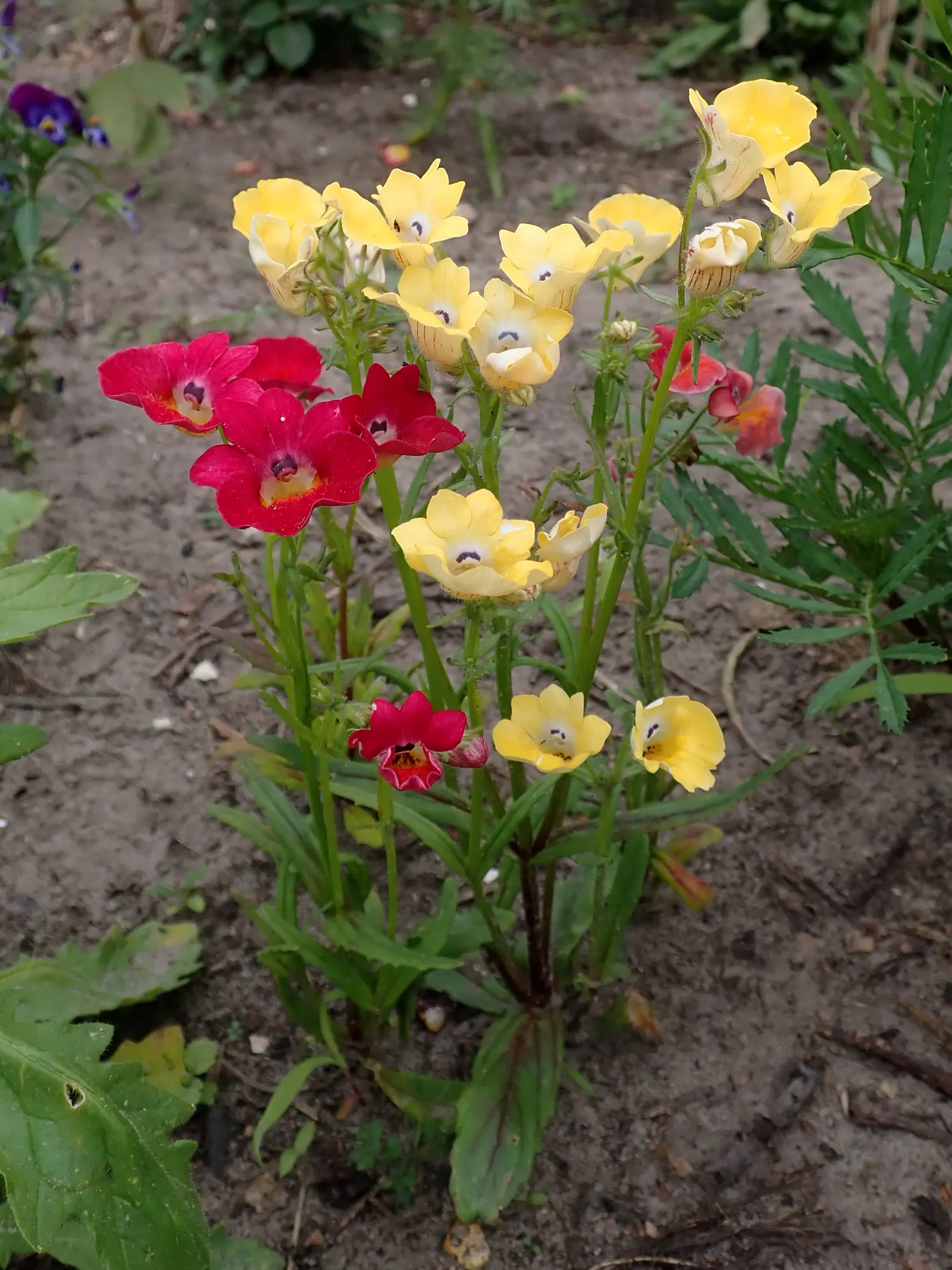 Garden Nemesia (Nemesia Strumosa) — white flowers in the garden; making it an ideal selection for borders
