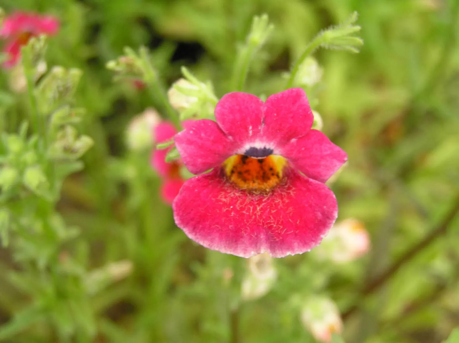 Garden Nemesia (Nemesia Strumosa) — The Garden Nemesia (Nemesia strumosa) is a vibrant annual; blooming in a palette of blues, image 53