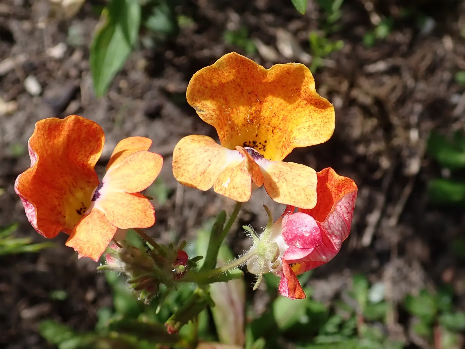 Garden Nemesia (Nemesia Strumosa) — Nemesia strumosa prefers full sun to partial shade; the blossoms come in a wide array of colors