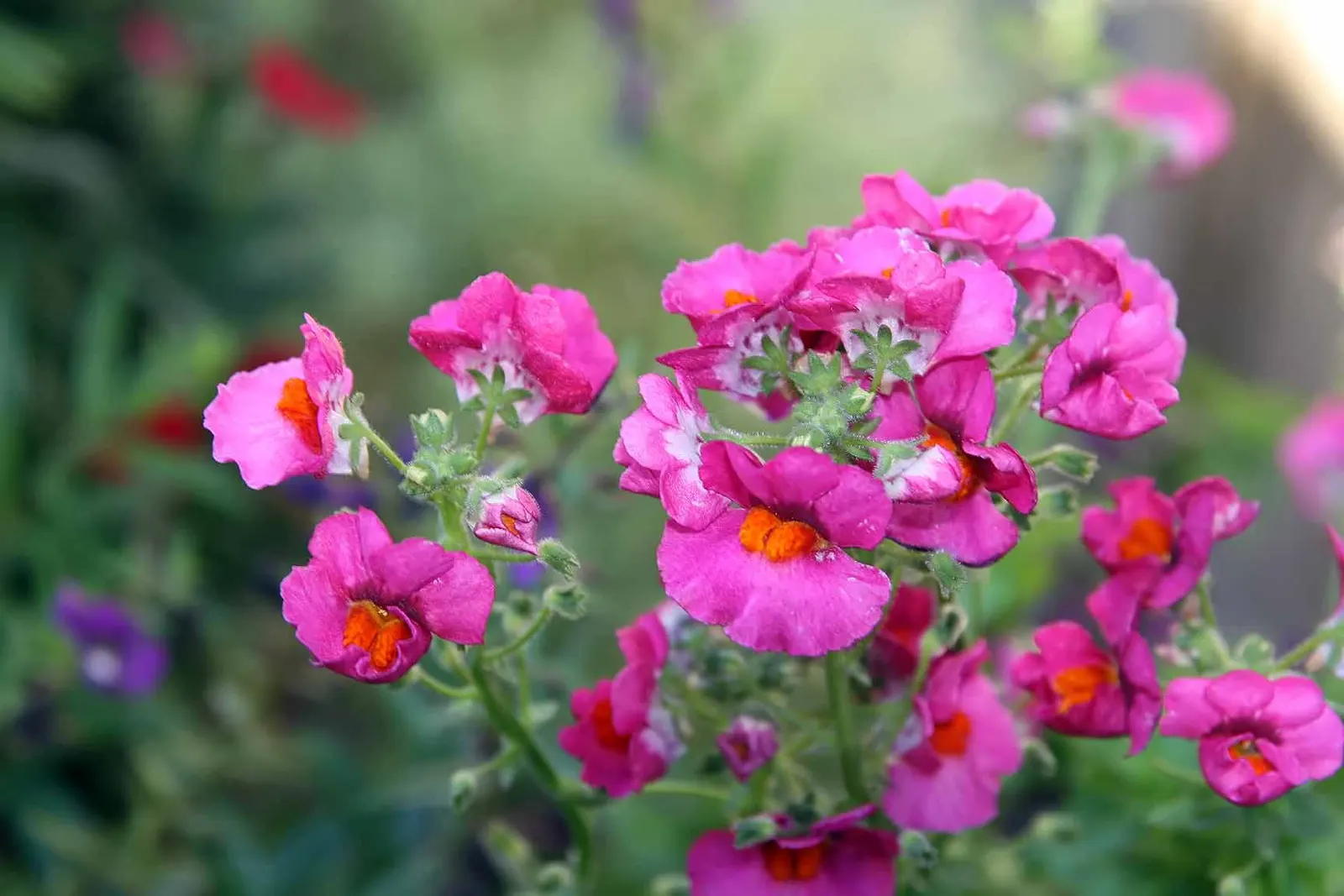 Garden Nemesia (Nemesia Strumosa) — Deadhead regularly for continuous bloom from spring to fall; in cooler climates they are treated as annuals