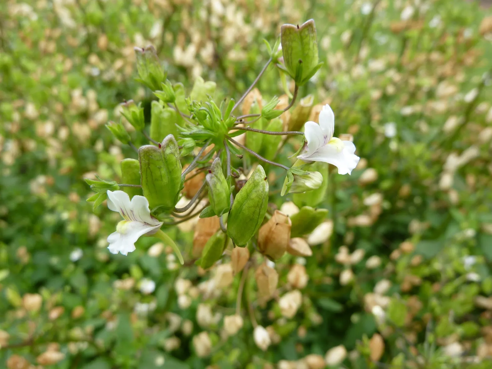 Garden Nemesia (Nemesia Strumosa) — or as an accent in mixed flower beds.<br><br>Nemesia's most striking feature is its abundant; light fragrance that attracts