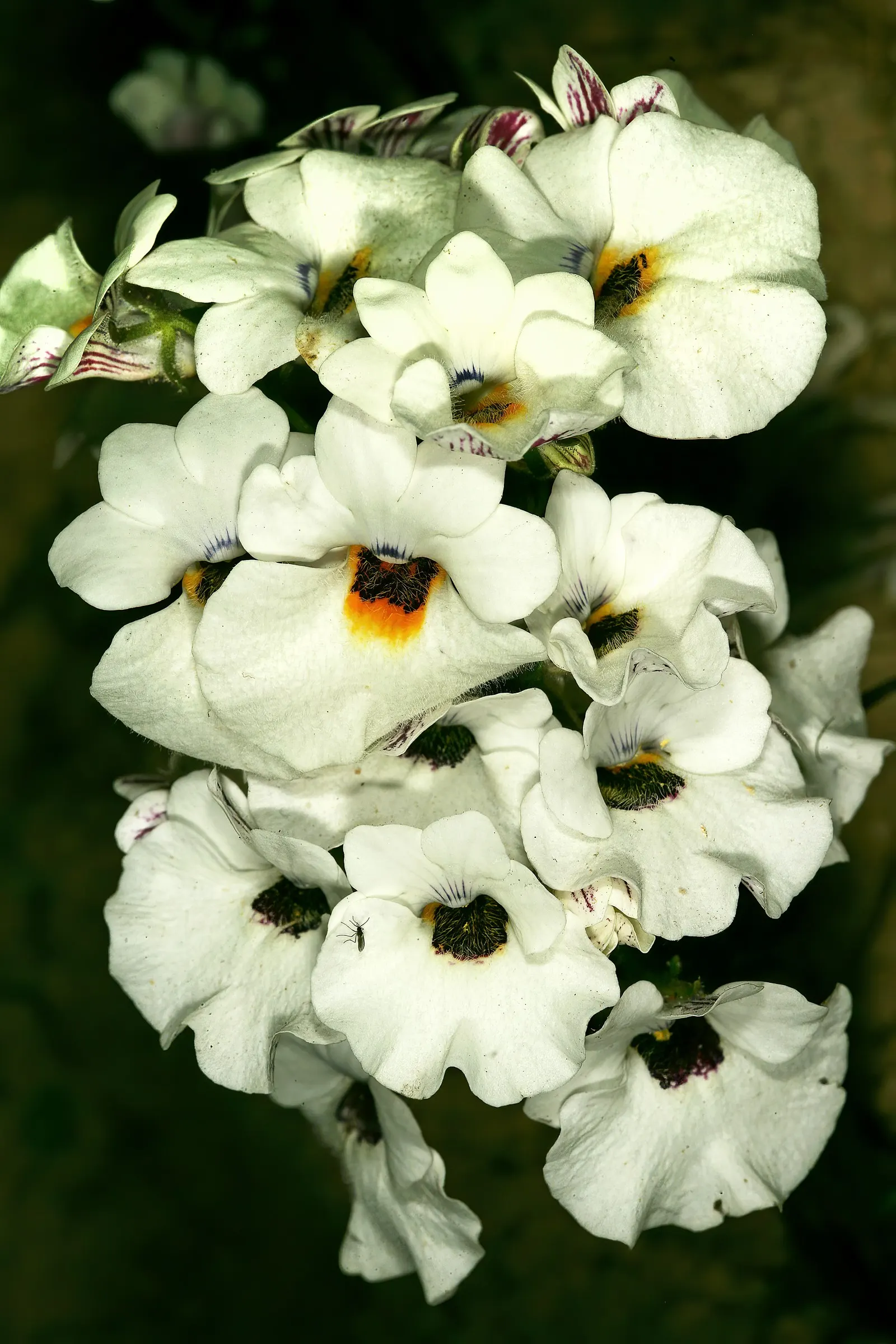 Garden Nemesia (Nemesia Strumosa) — annual for full or half; long-lasting color into their outdoor spaces