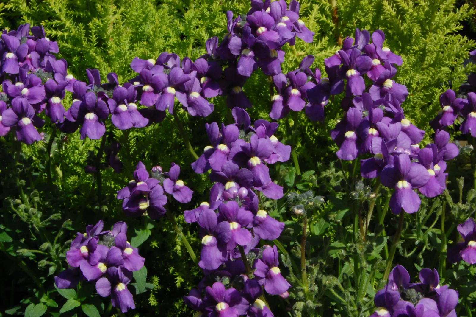 Garden Nemesia (Nemesia Strumosa) — in cooler climates they are treated as annuals