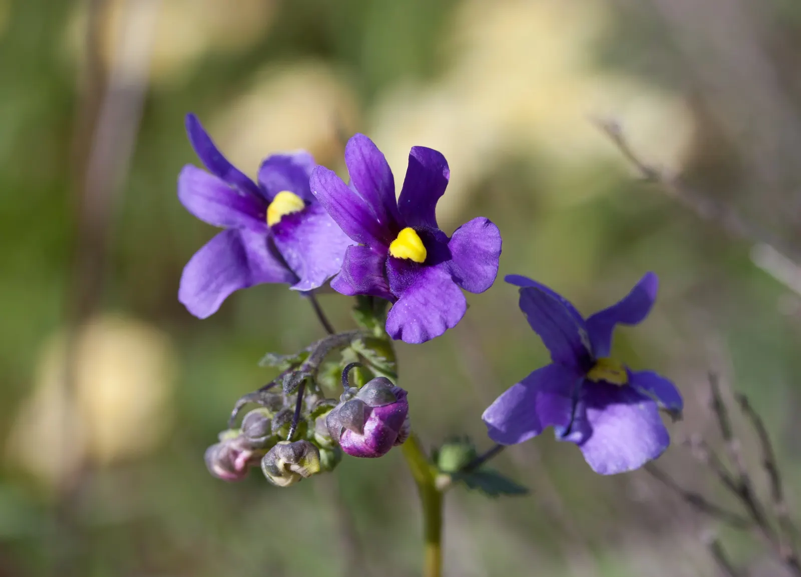 Garden Nemesia (Nemesia Strumosa) — Regular watering is necessary, especially in dry conditions, but care must be taken to avoid waterlogging; deadheading