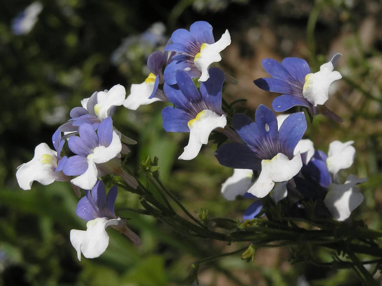 Garden Nemesia (Nemesia Strumosa) — Deadheading spent blooms can encourage a longer flowering season.<br><br>Hardy in USDA zones 9 through 11