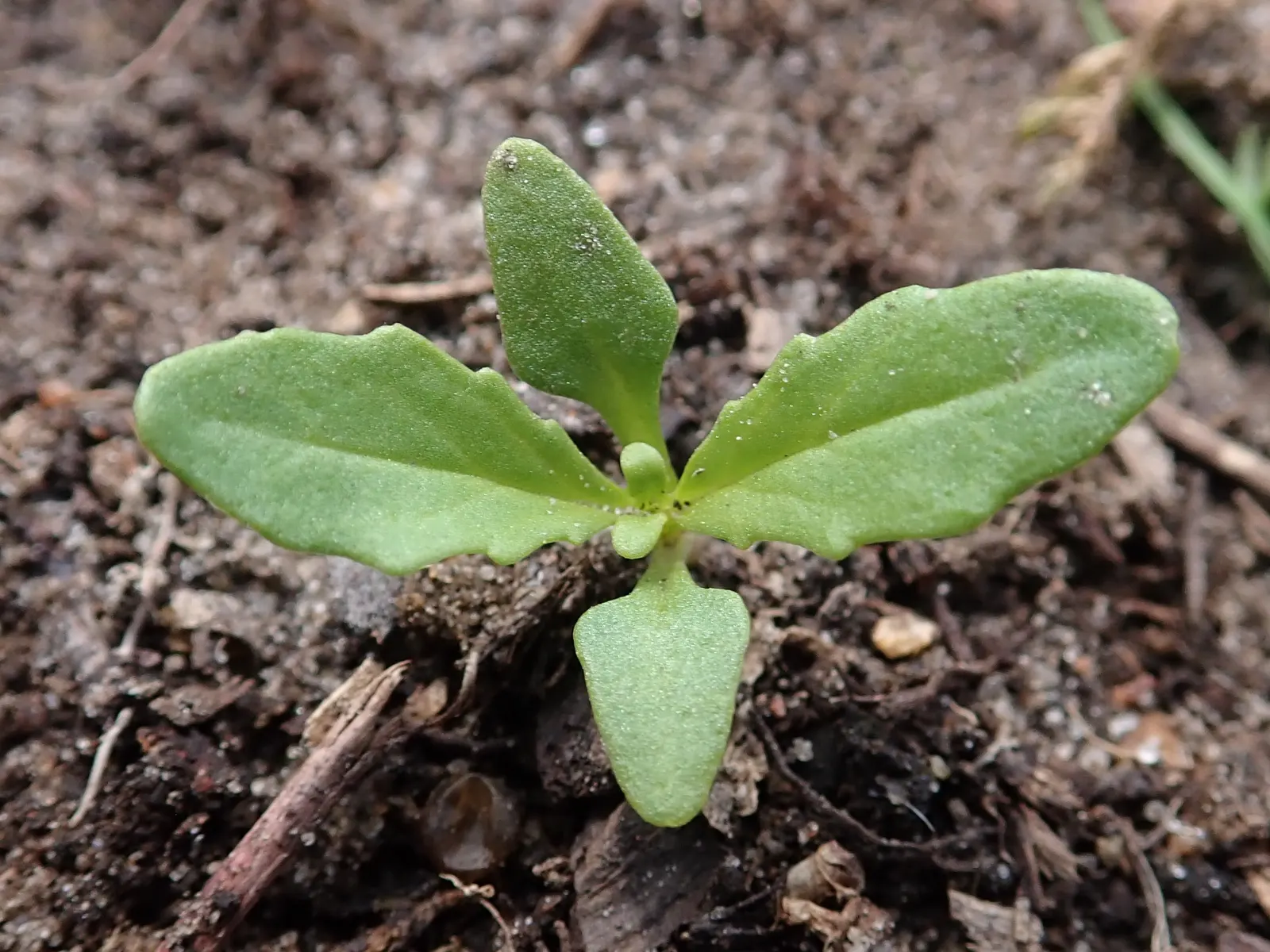 Garden Nemesia (Nemesia Strumosa) — The Garden Nemesia (Nemesia strumosa) is a vibrant annual